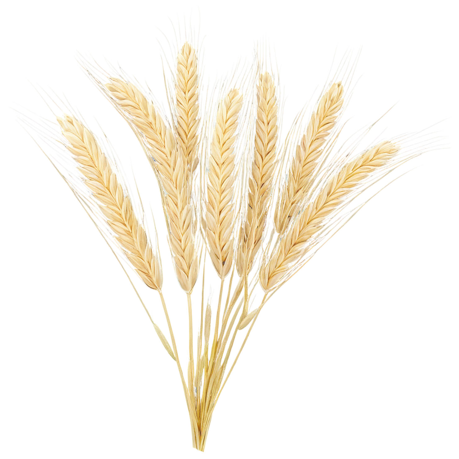 Barley grains isolated on transparent background, #6667