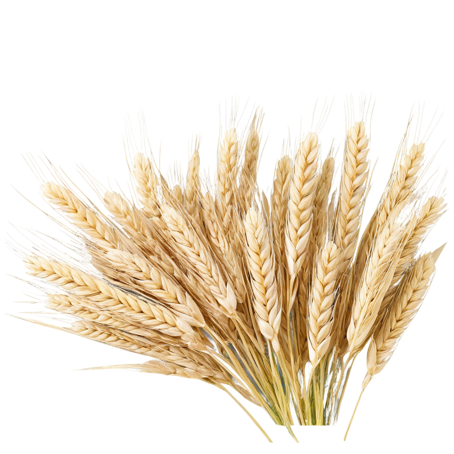 Barley grains isolated on transparent background, #6668