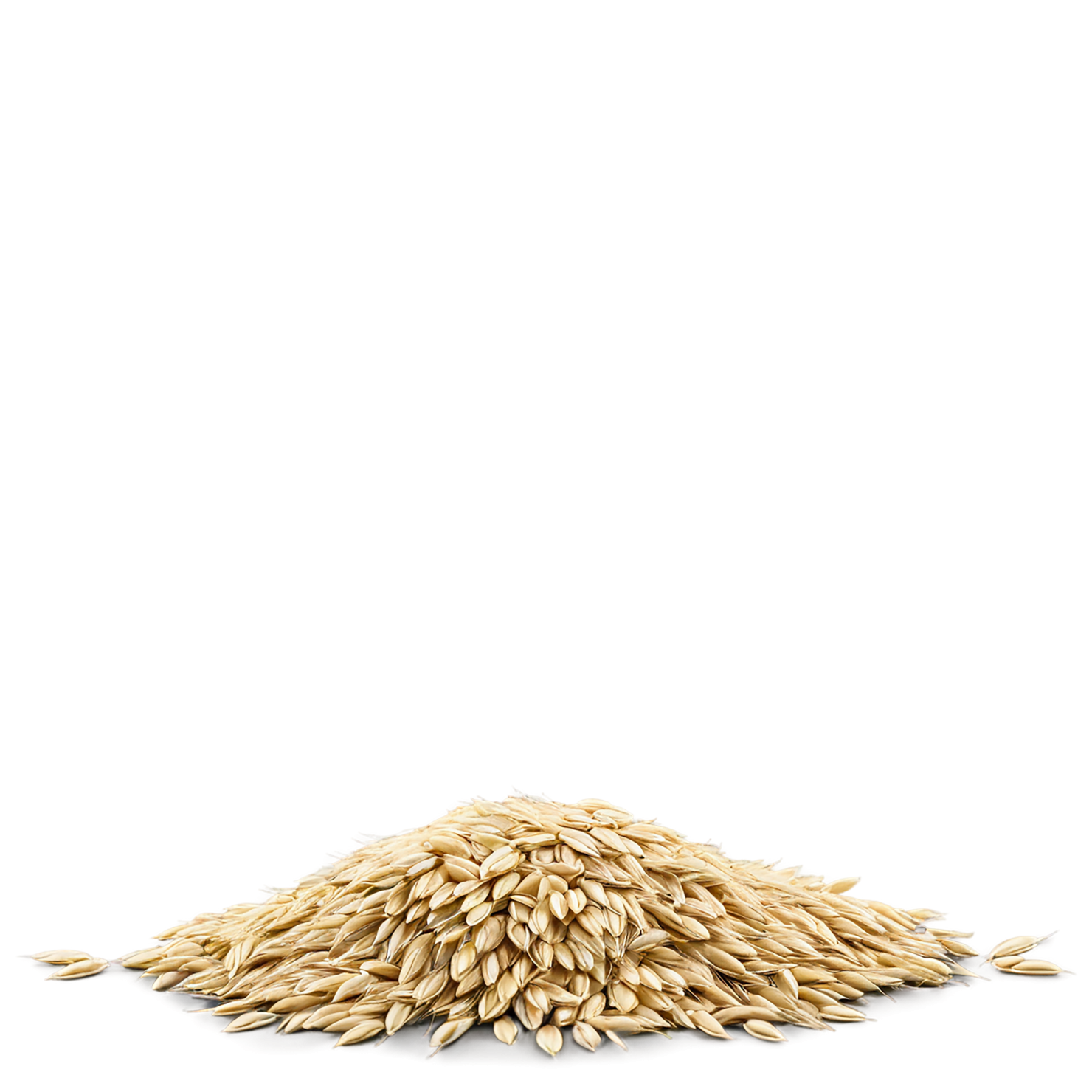 Barley grains isolated on transparent background, #6669