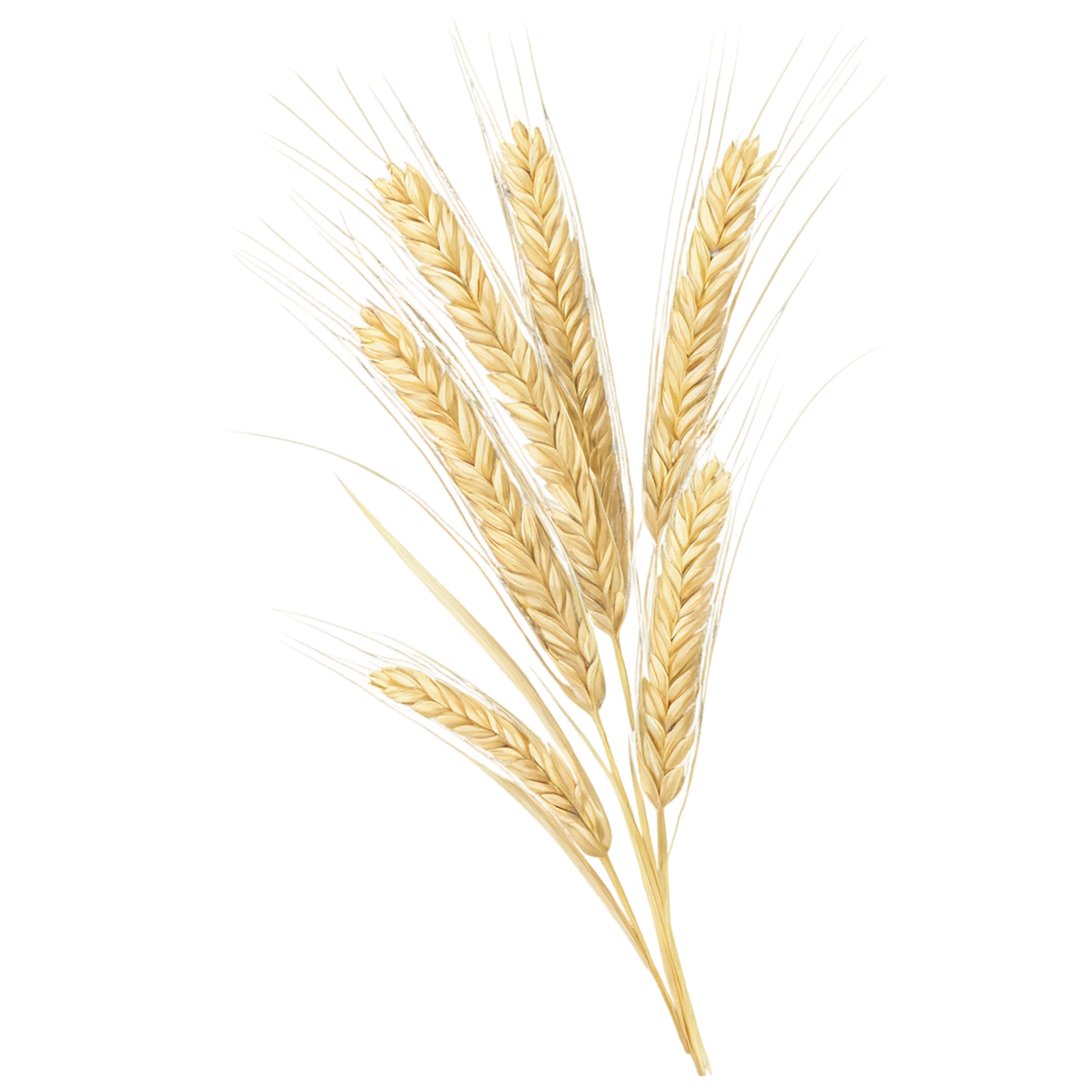 Barley grains isolated on transparent background, #6670