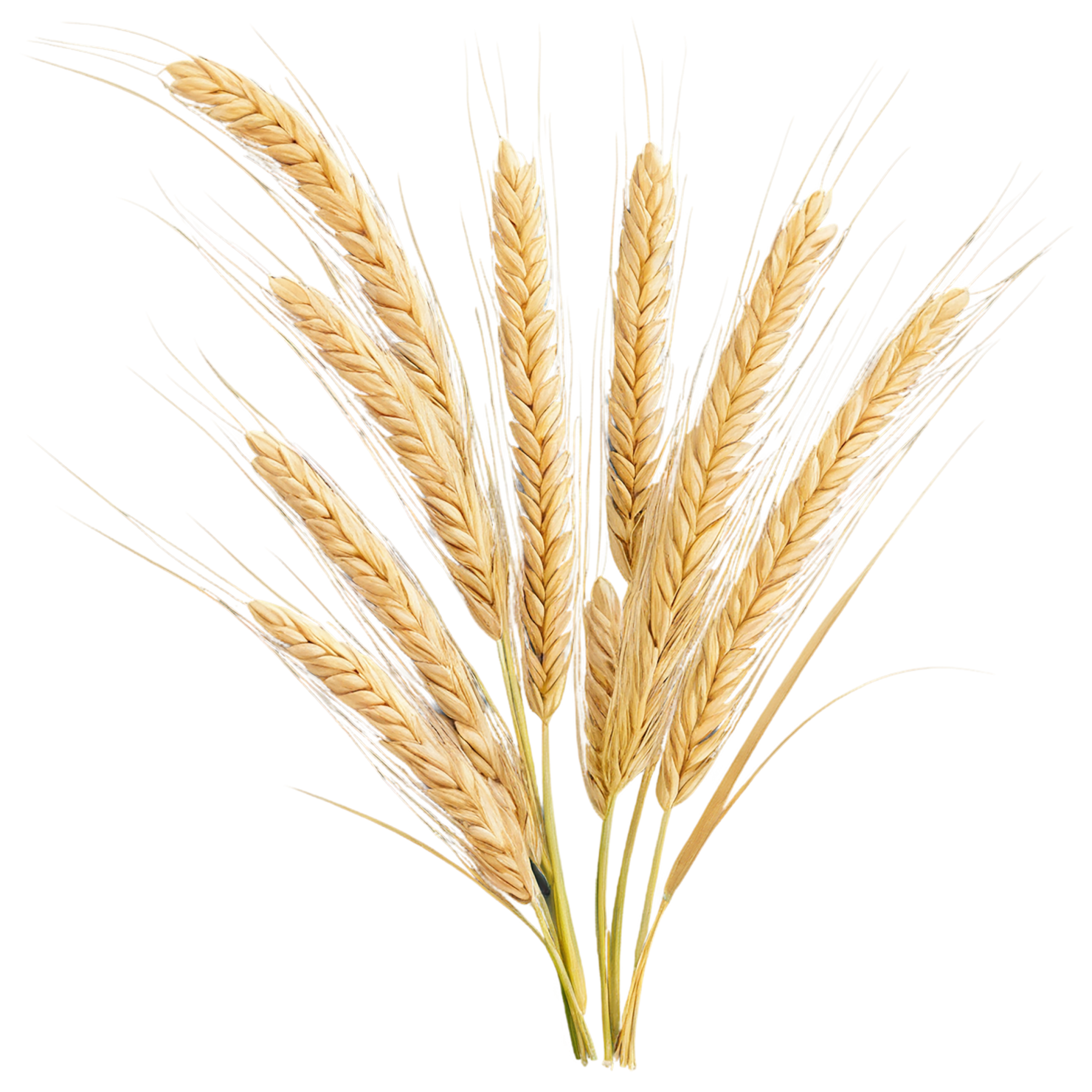 Barley grains isolated on transparent background, #6671