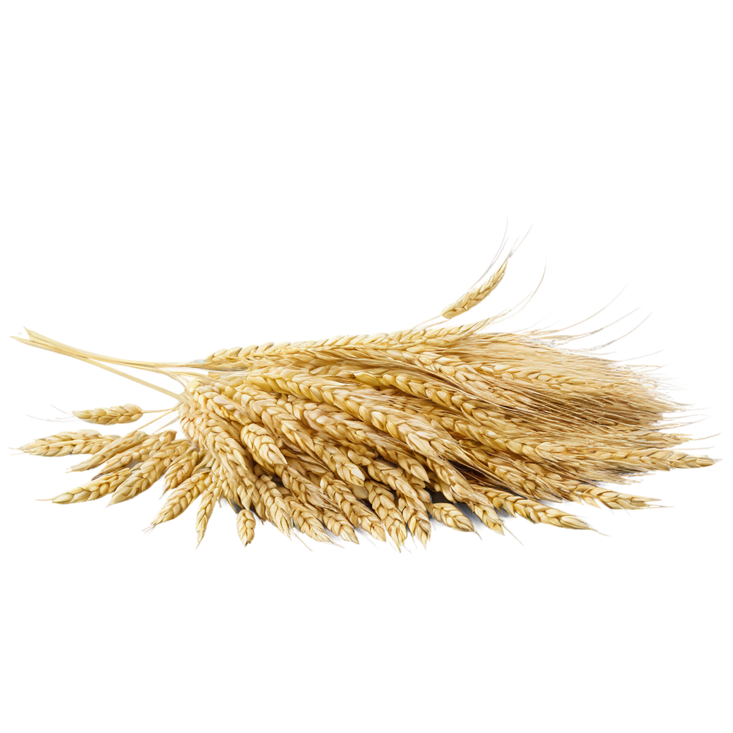 Barley grains isolated on transparent background, #6672