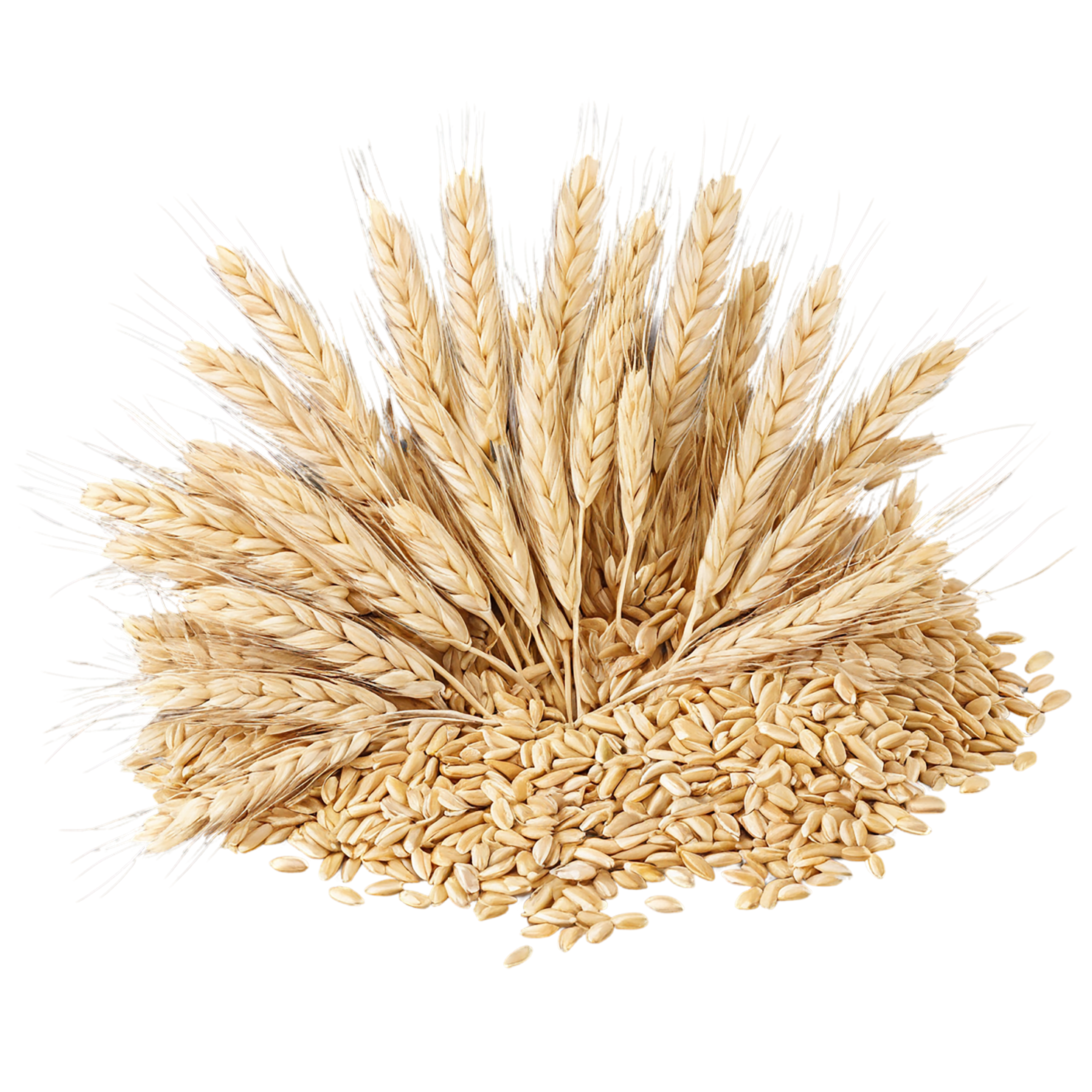 Barley grains isolated on transparent background, #6673