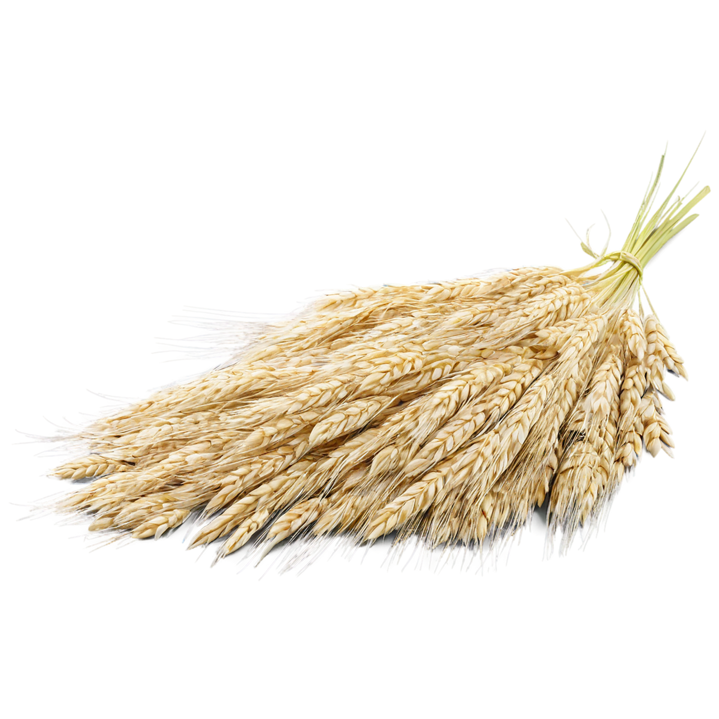 Barley grains isolated on transparent background, #6674