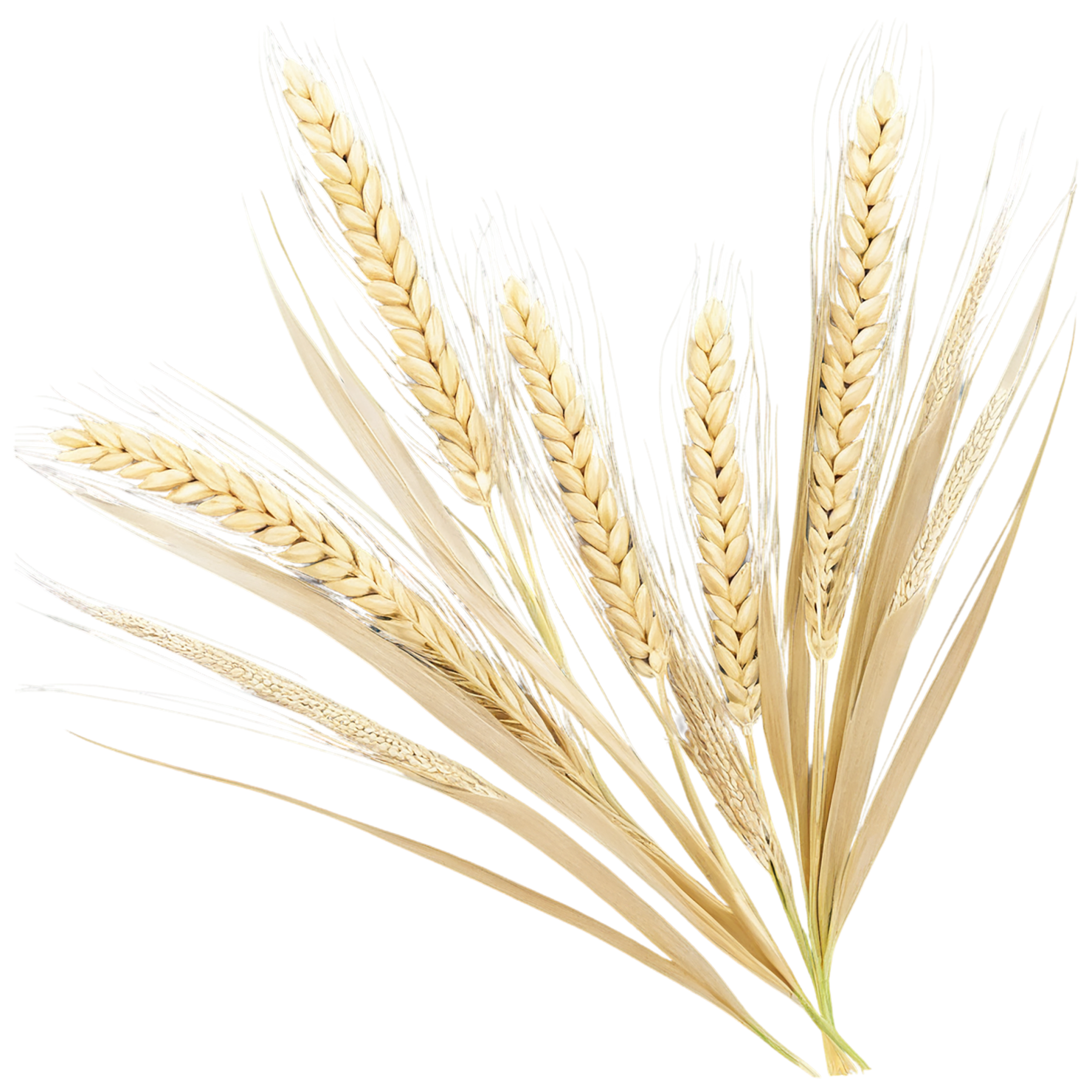 Barley grains isolated on transparent background, #6676