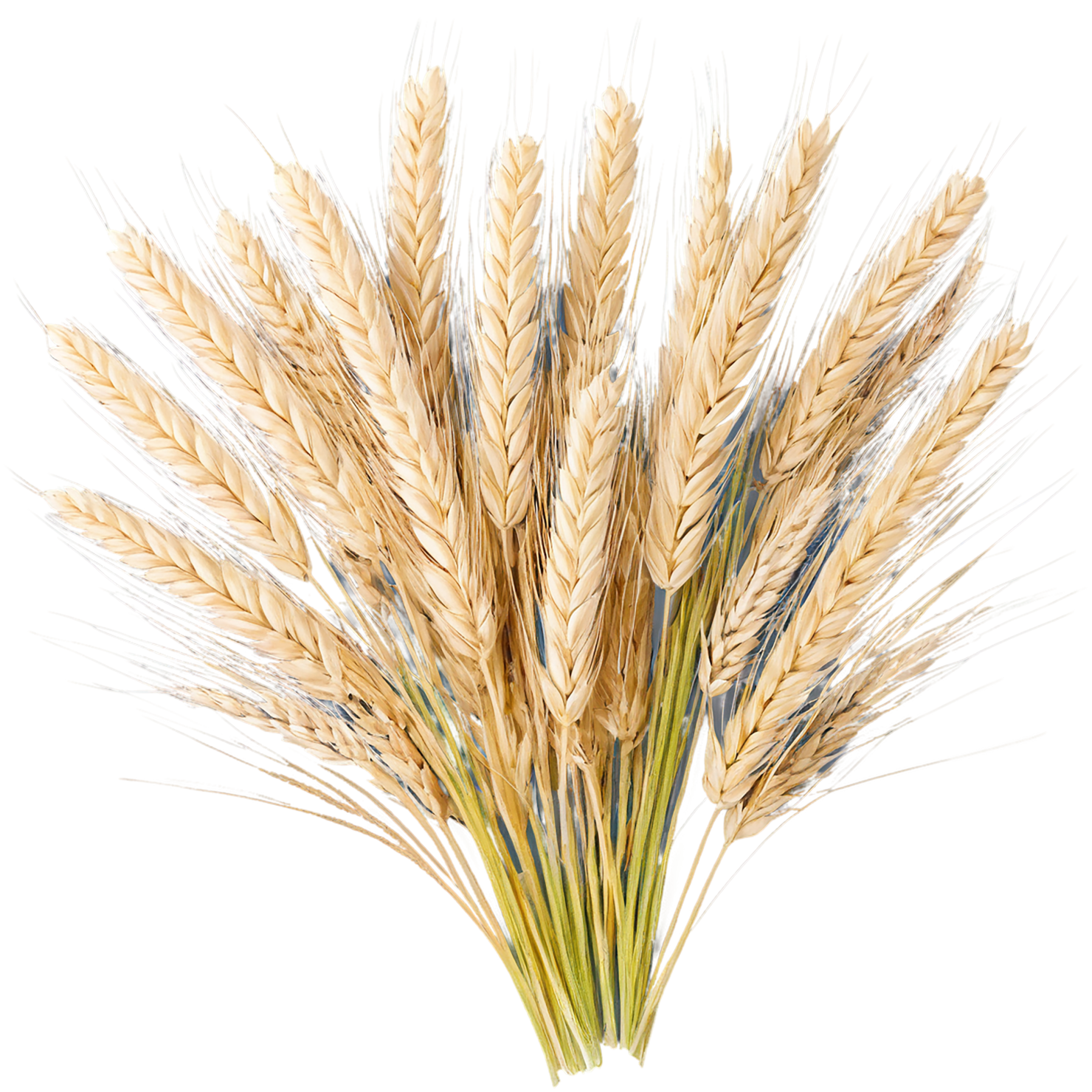 Barley grains isolated on transparent background, #6679
