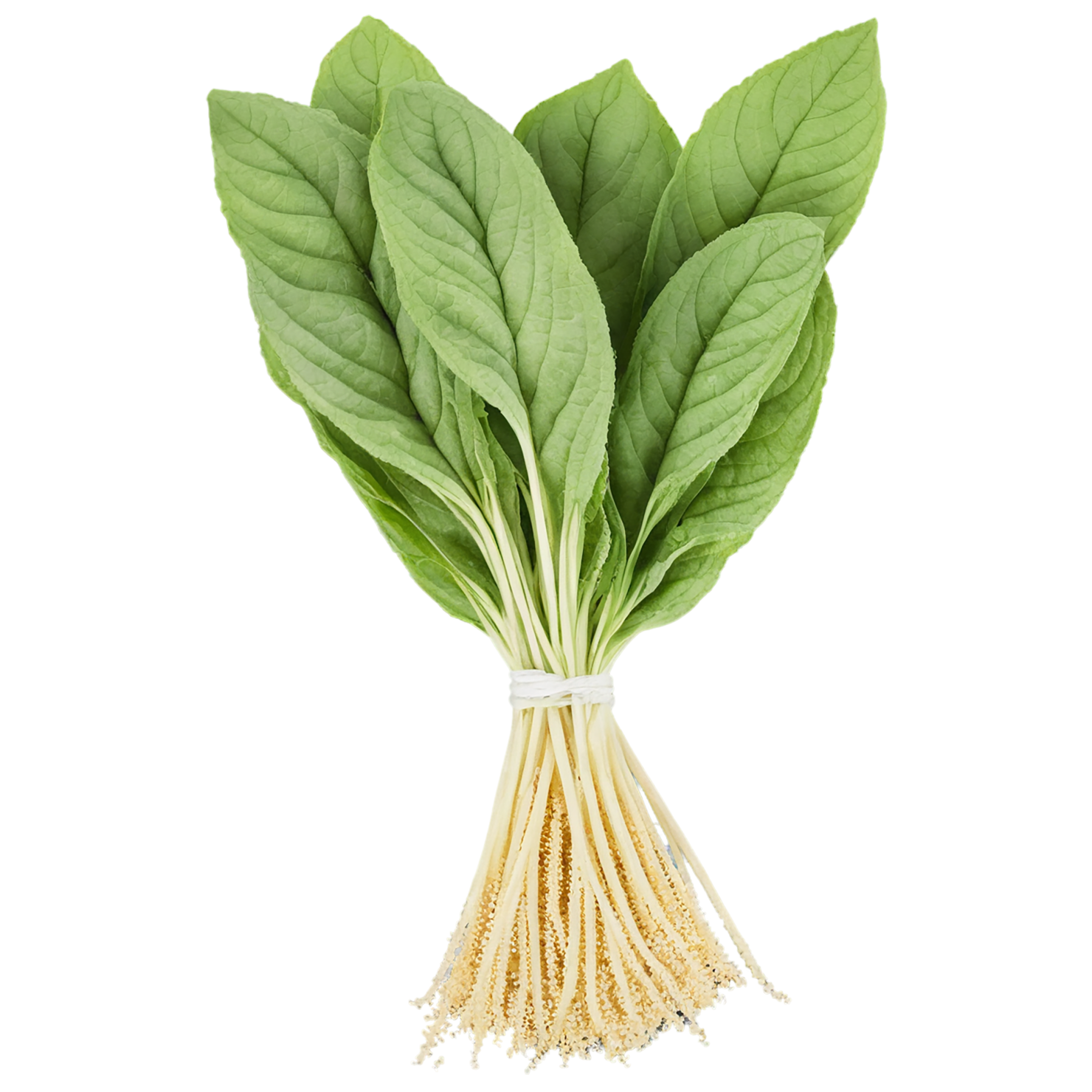 Amaranth grains isolated on transparent background, #6682