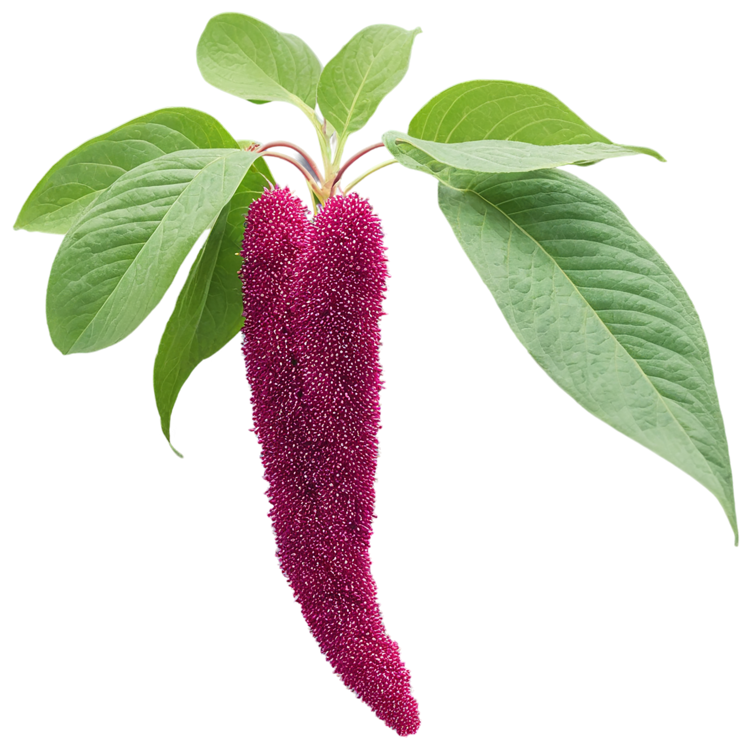 Amaranth grains isolated on transparent background, #6683