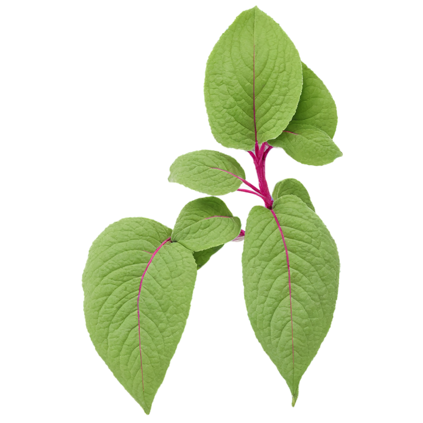 Amaranth grains isolated on transparent background, #6686