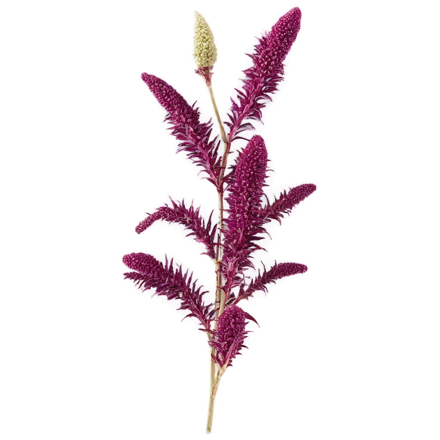Amaranth grains isolated on transparent background, #6687