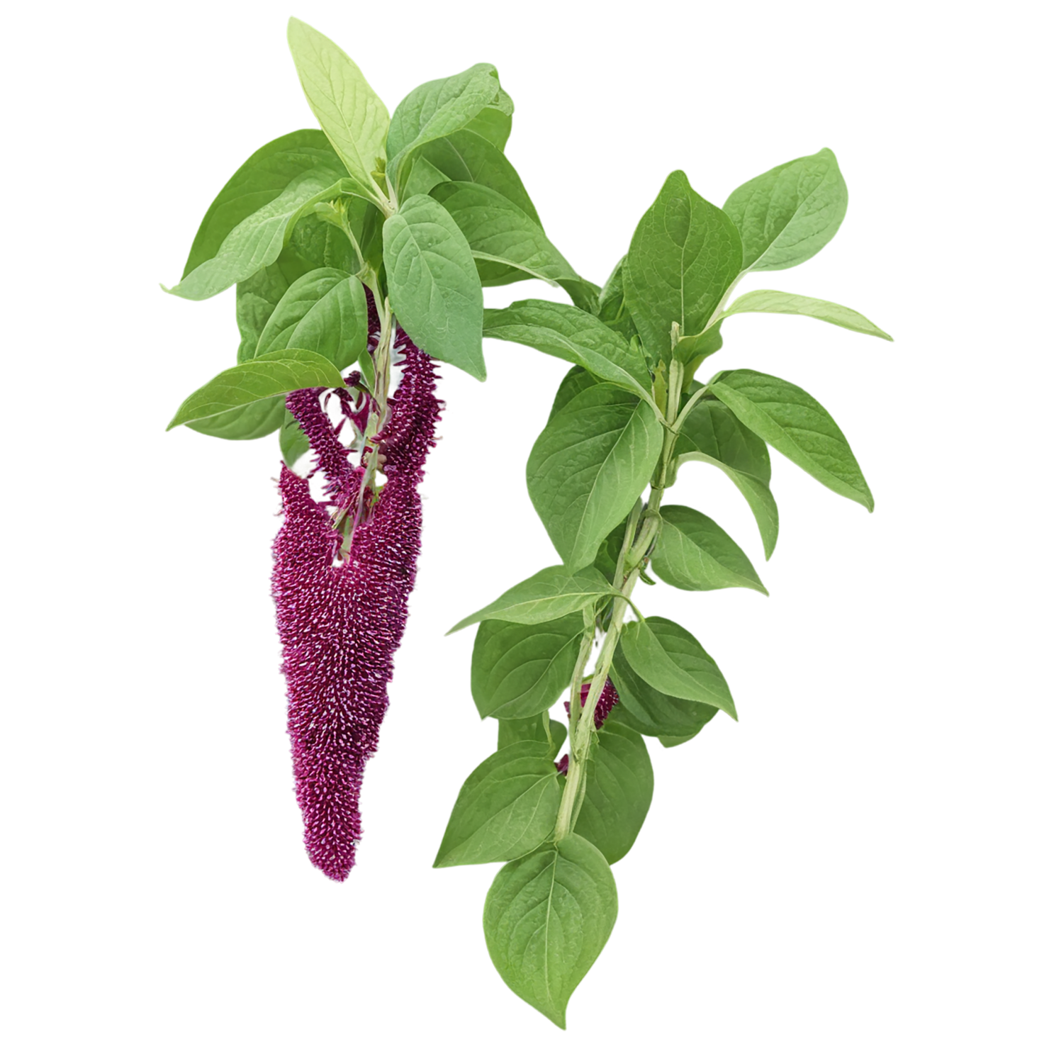 Amaranth grains isolated on transparent background, #6689