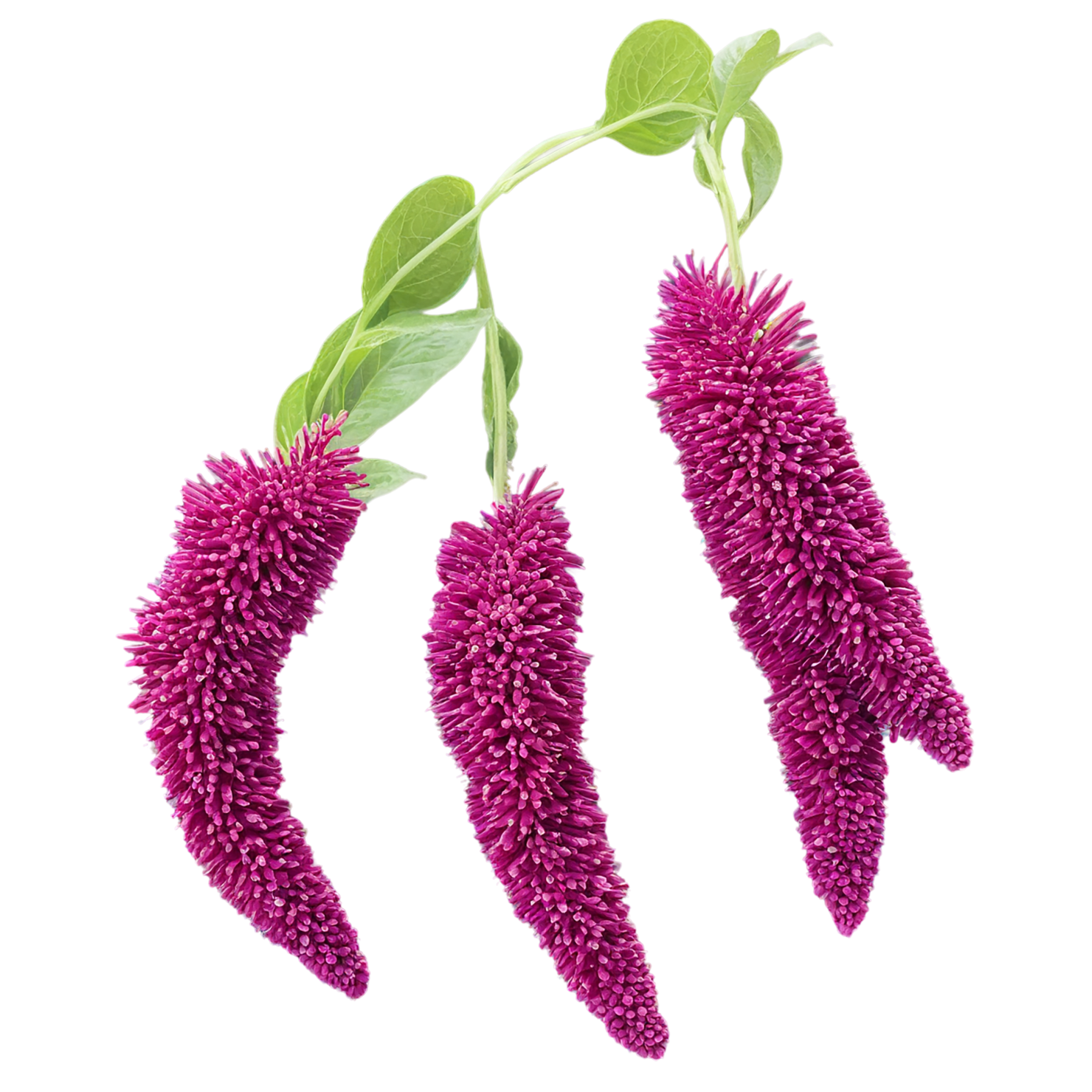 Amaranth grains isolated on transparent background, #6694