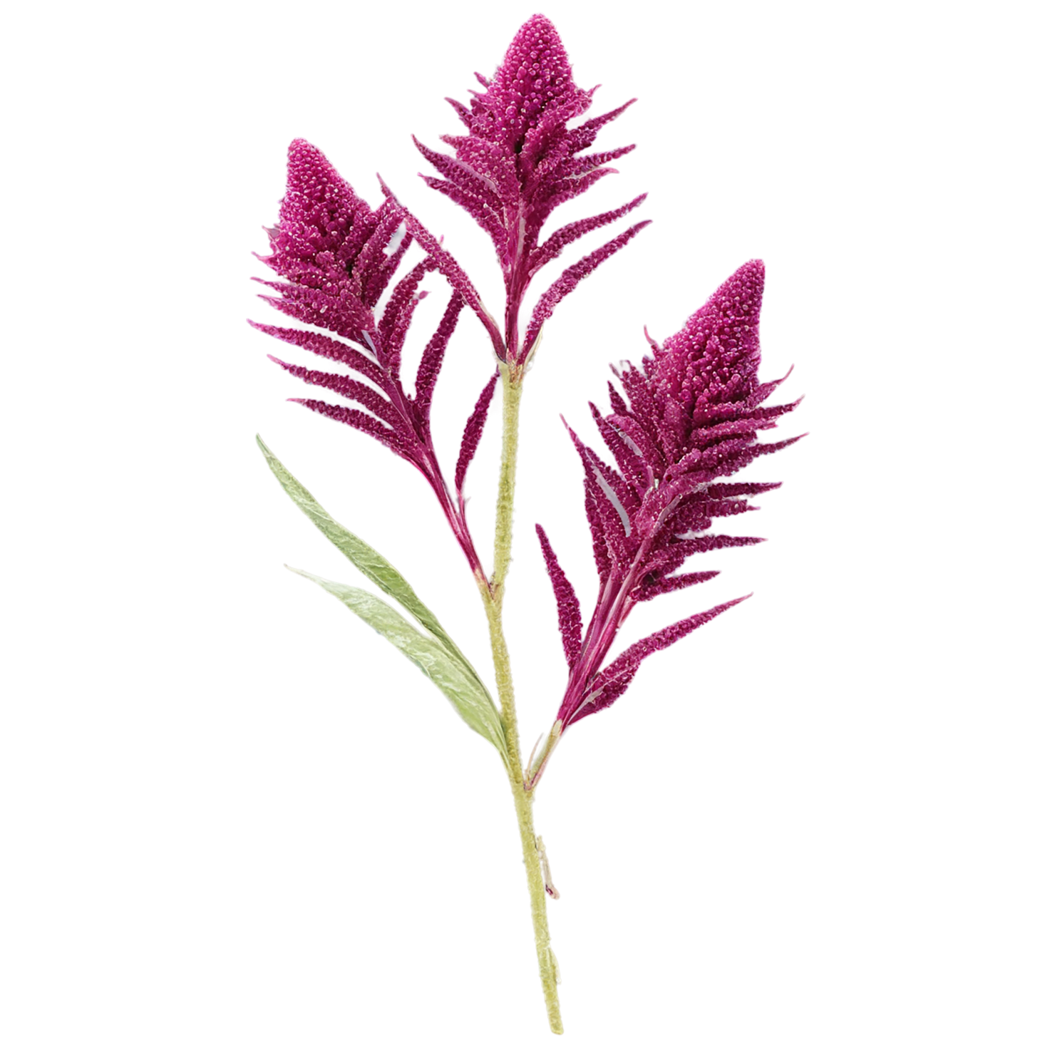 Amaranth grains isolated on transparent background, #6697