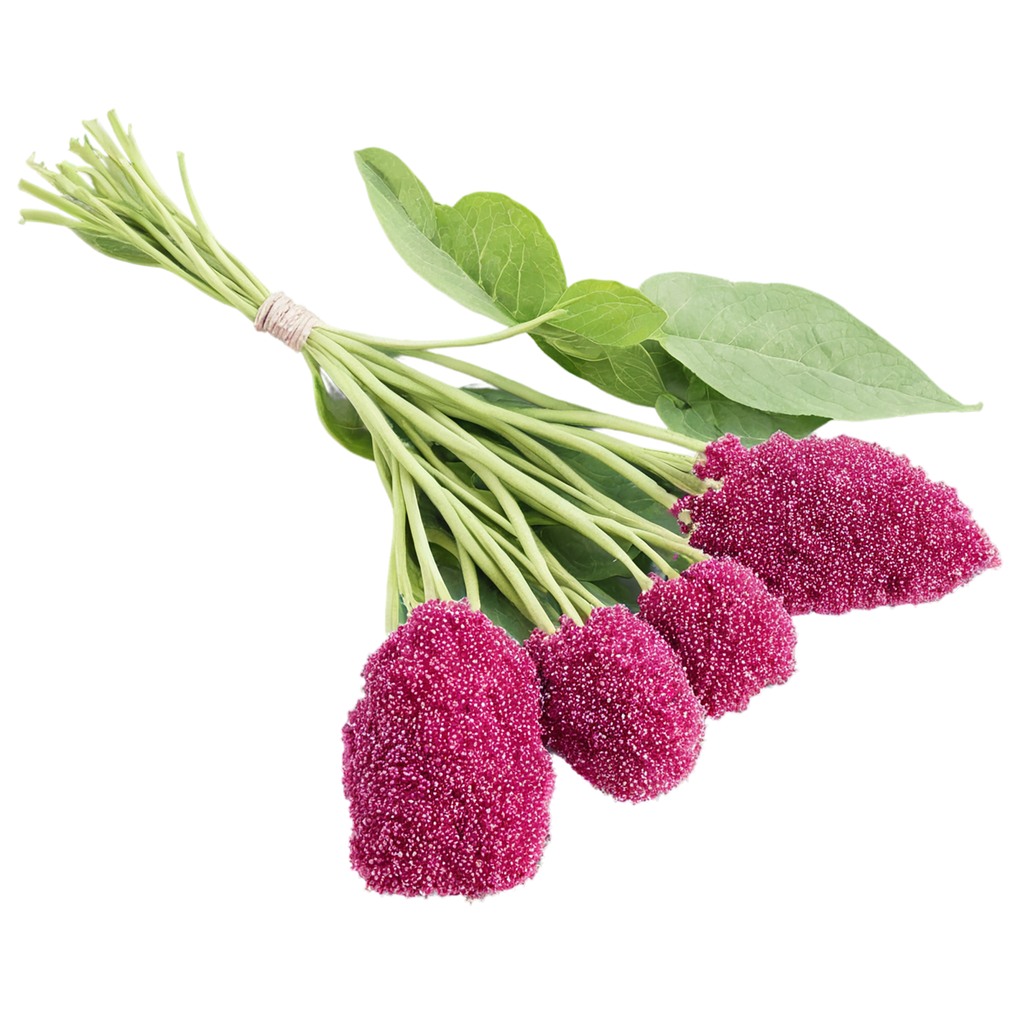 Amaranth grains isolated on transparent background, #6700