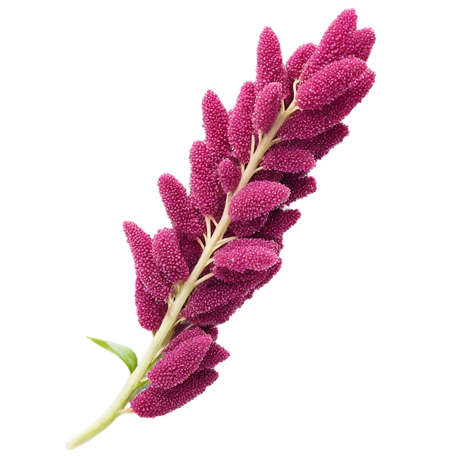 Amaranth grains isolated on transparent background, #6702