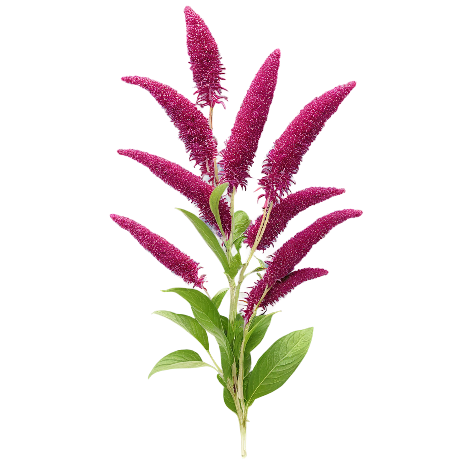 Amaranth grains isolated on transparent background, #6704