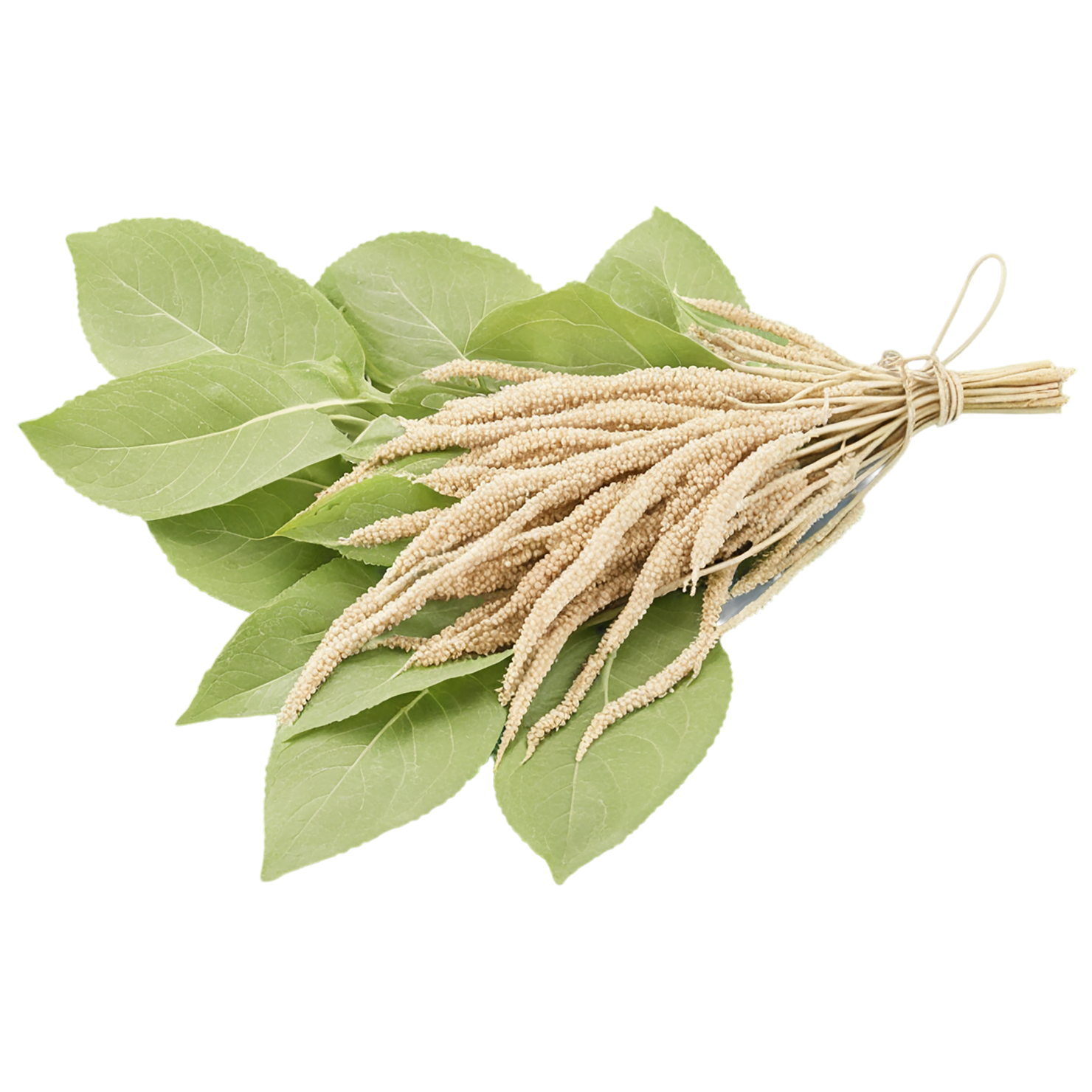 Amaranth grains isolated on transparent background, #6707
