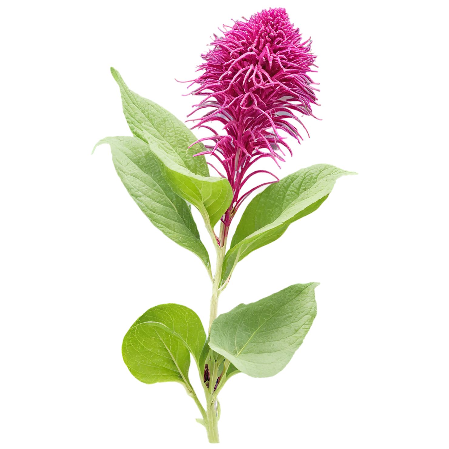 Amaranth grains isolated on transparent background, #6709