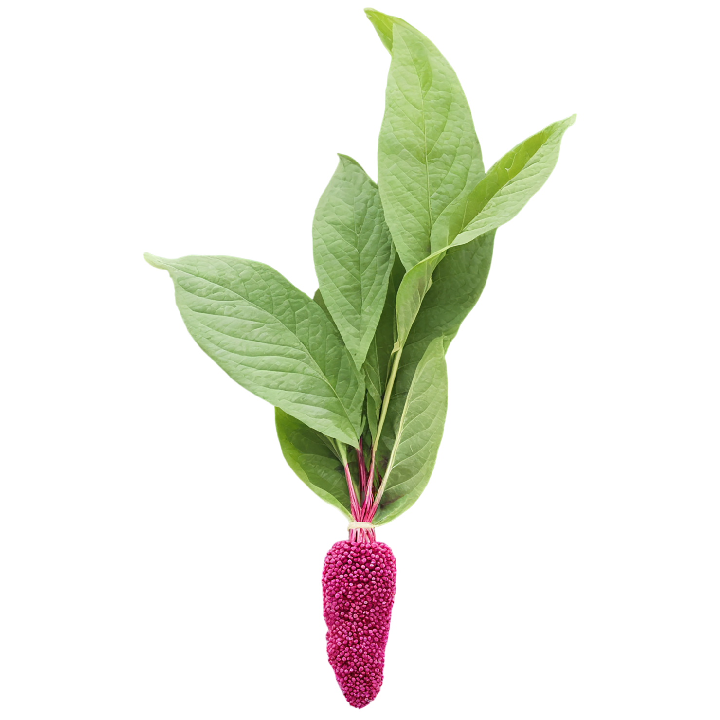 Amaranth grains isolated on transparent background, #6710