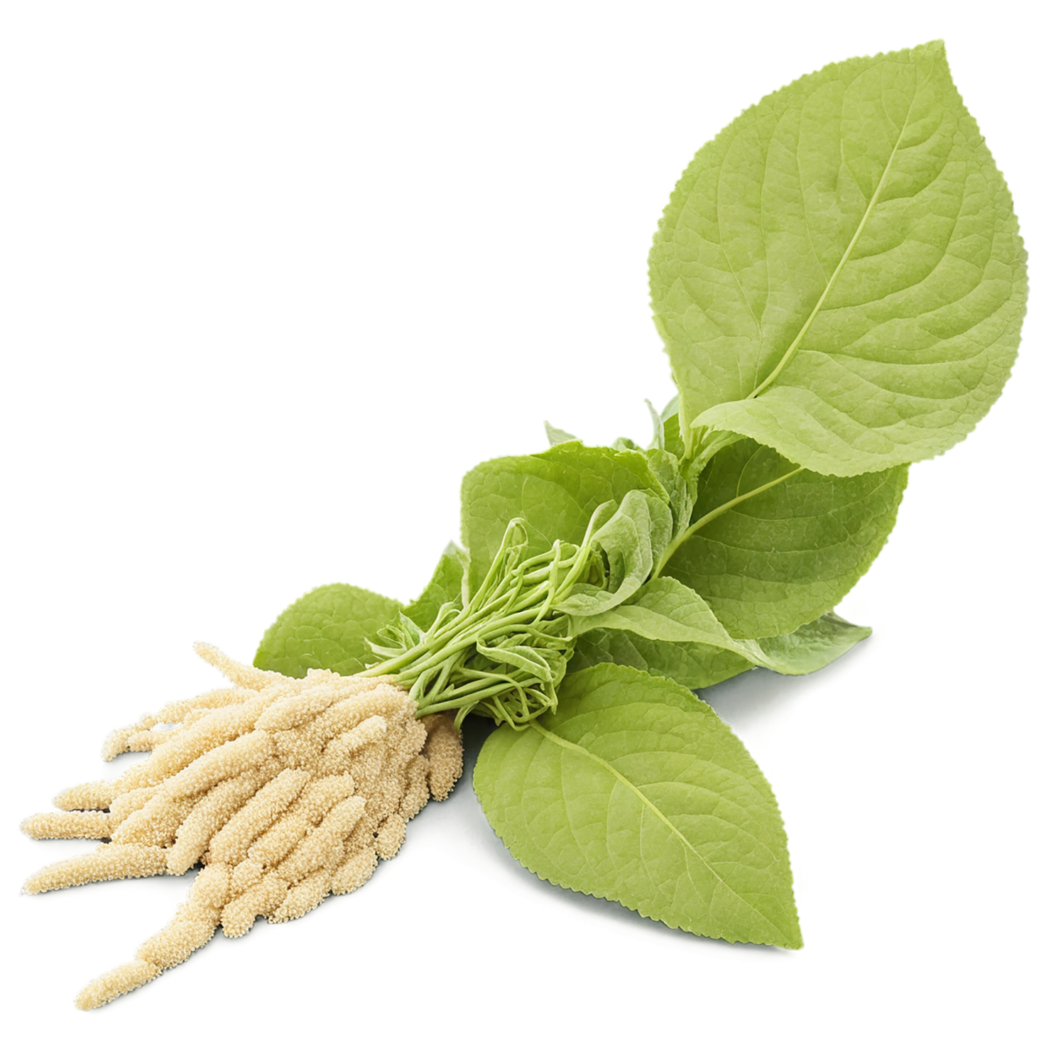 Amaranth grains isolated on transparent background, #6711