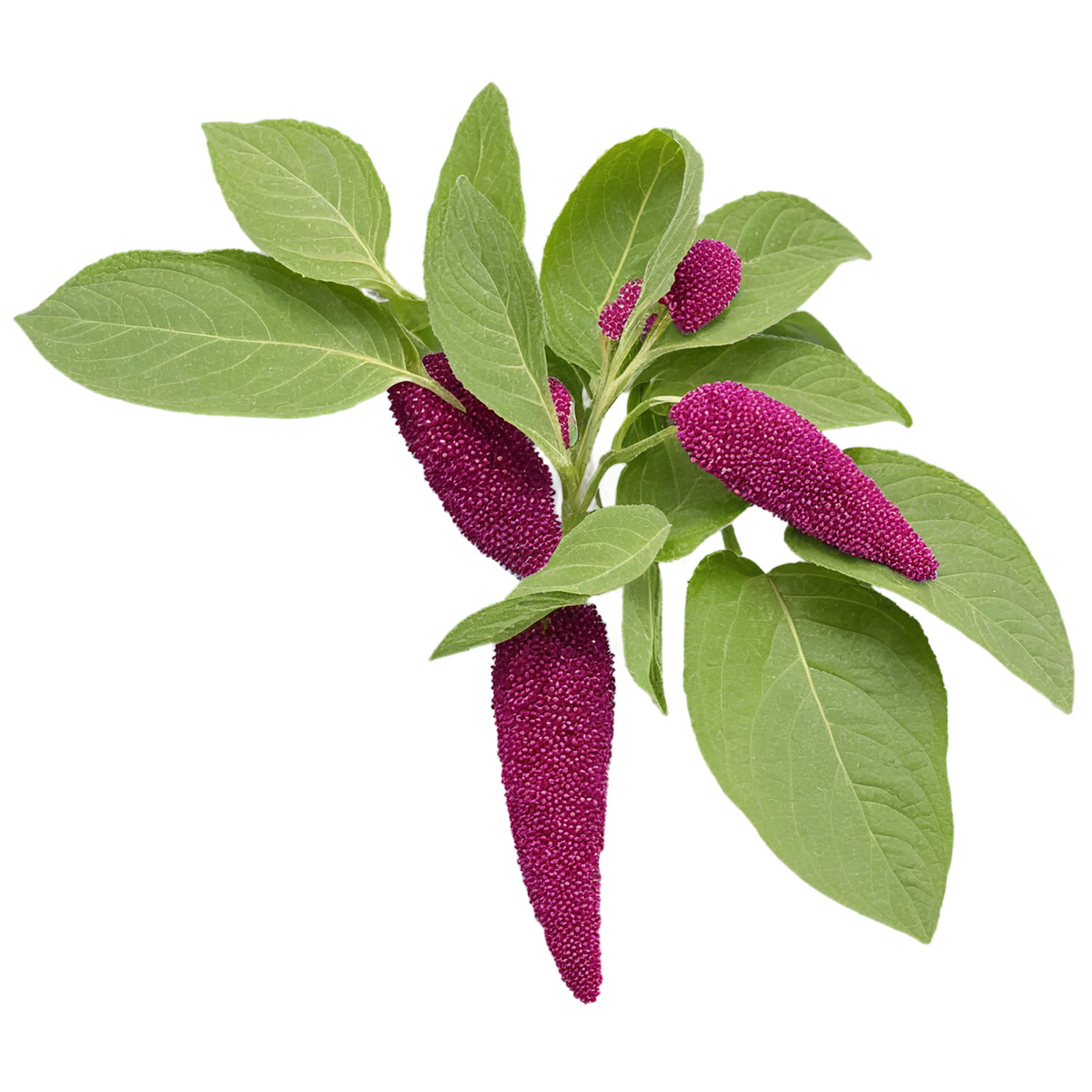 Amaranth grains isolated on transparent background, #6712