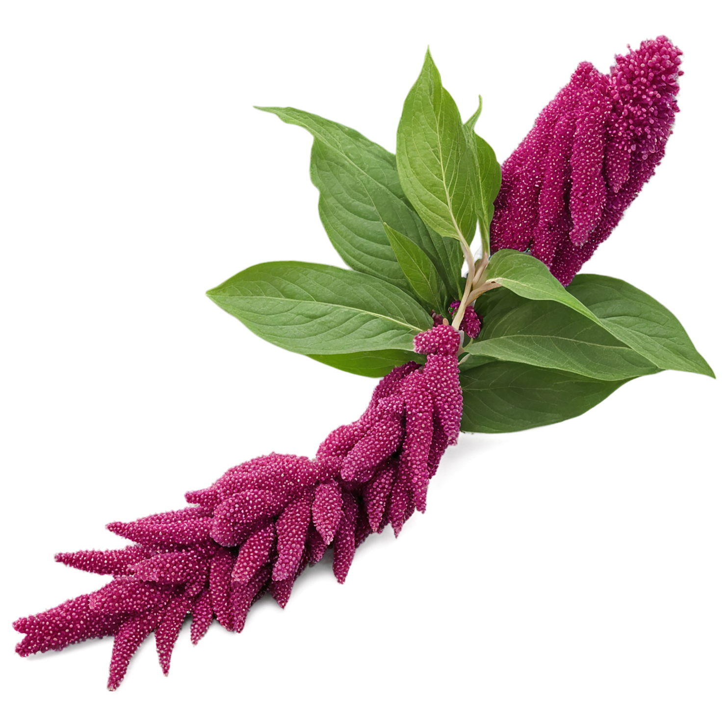 Amaranth grains isolated on transparent background, #6714