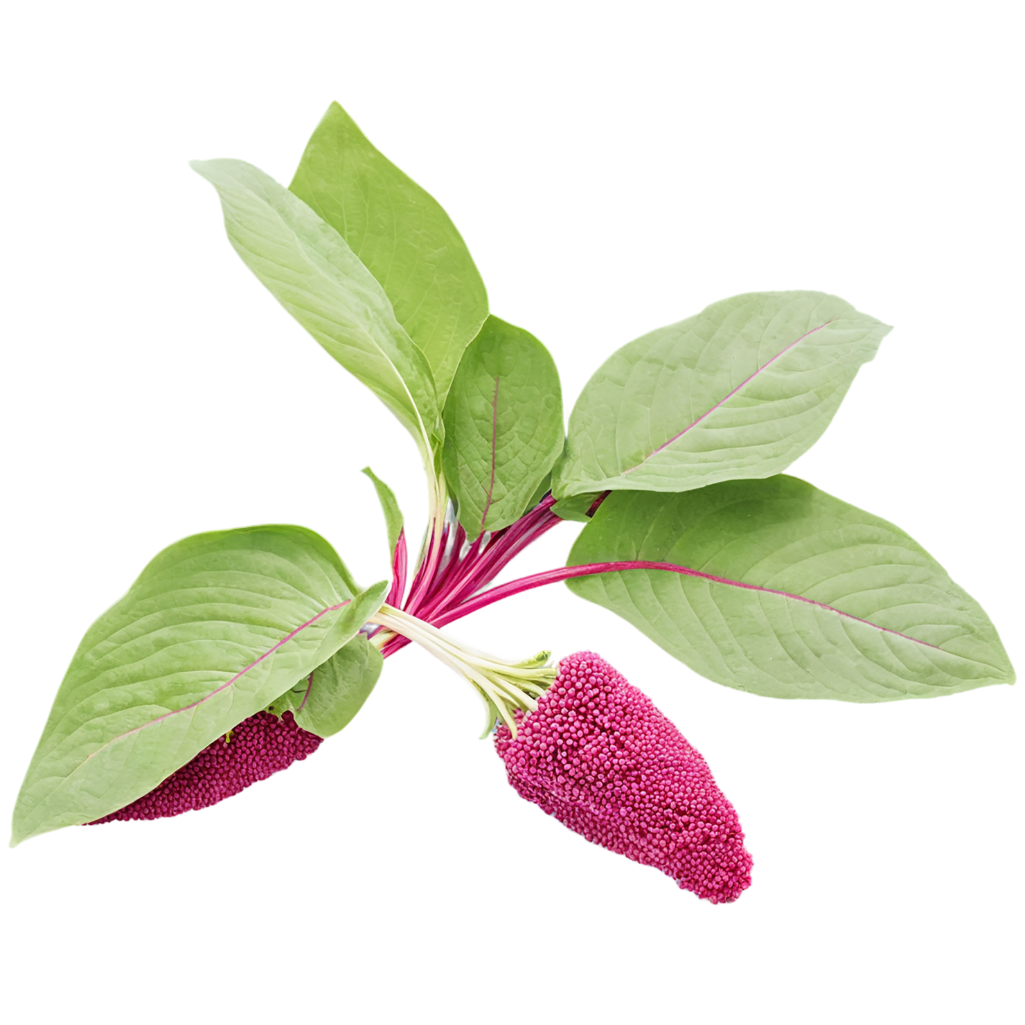 Amaranth grains isolated on transparent background, #6715