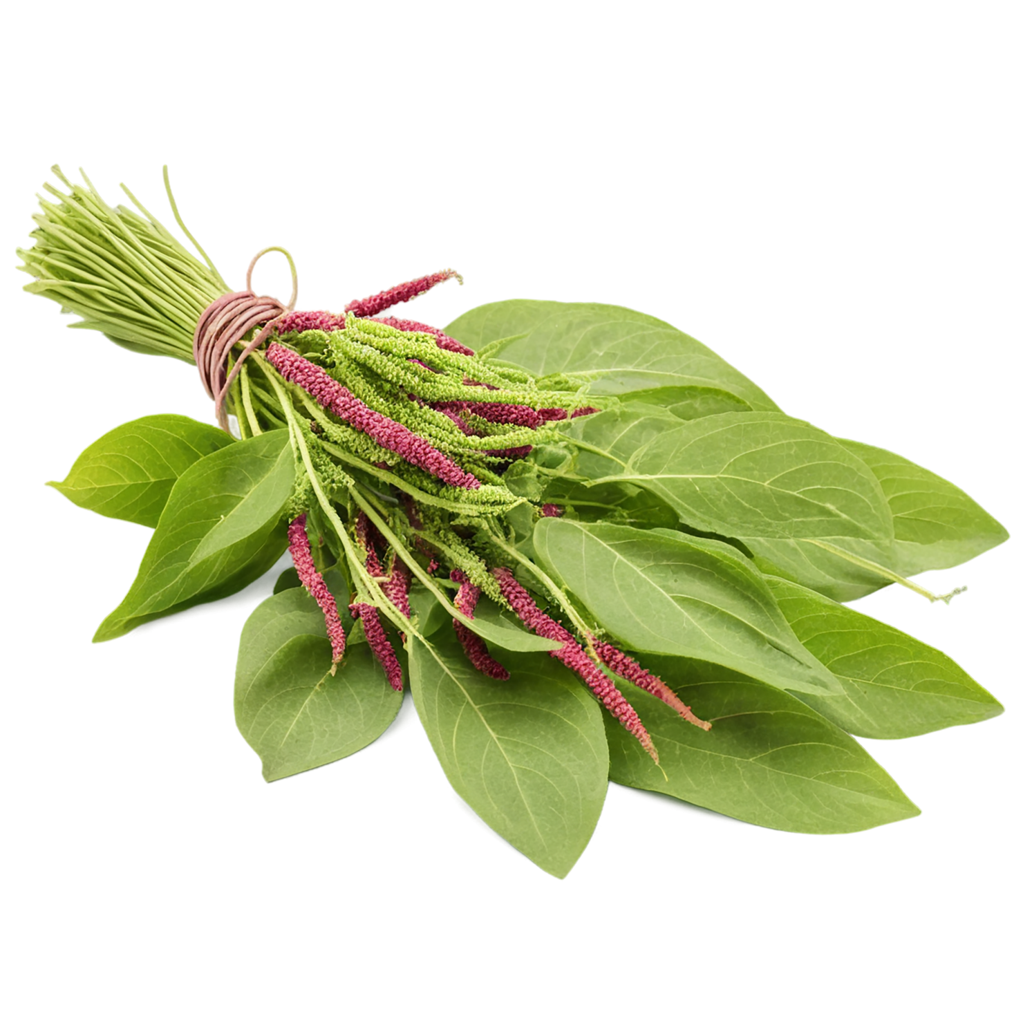 Amaranth grains isolated on transparent background, #6716
