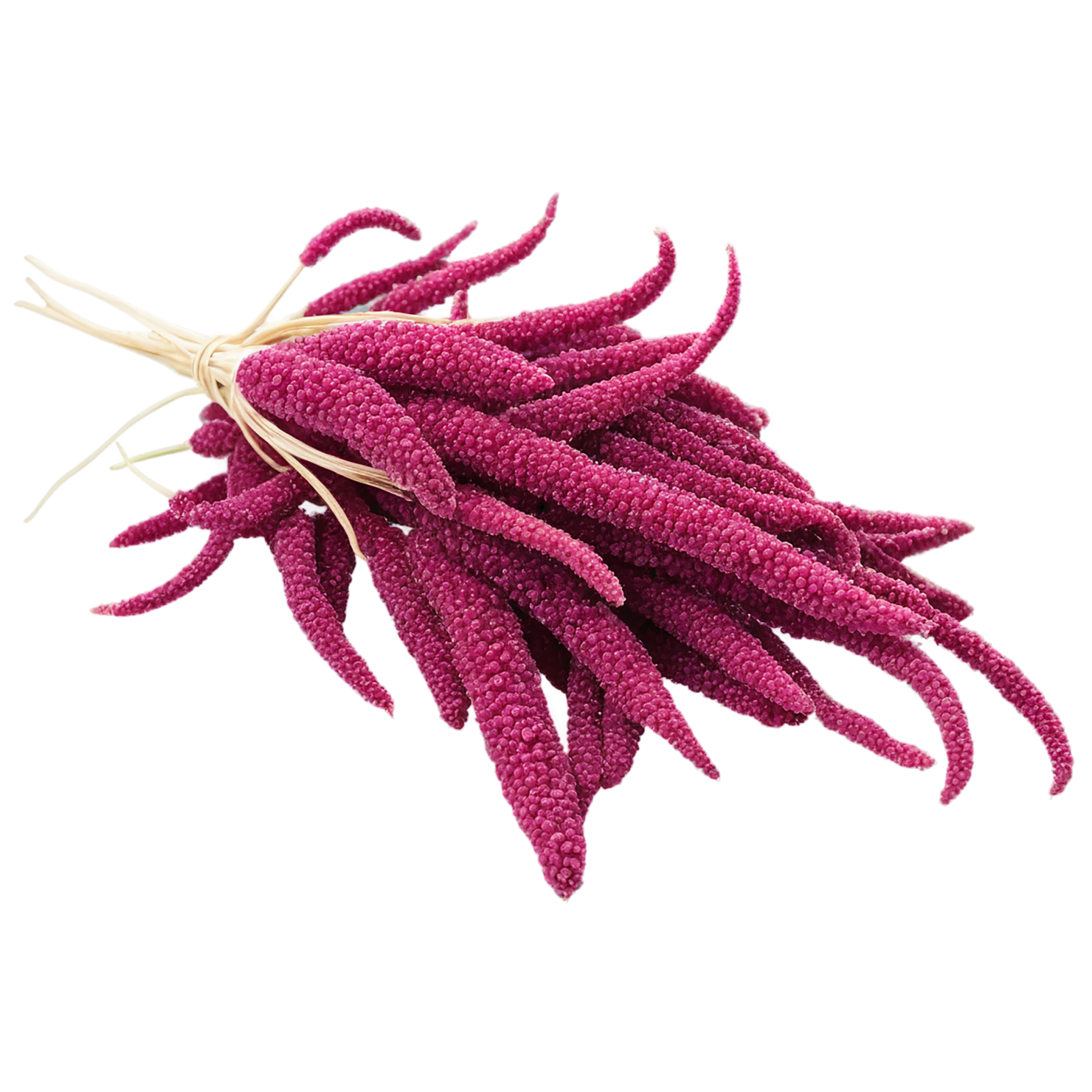 Amaranth grains isolated on transparent background, #6718