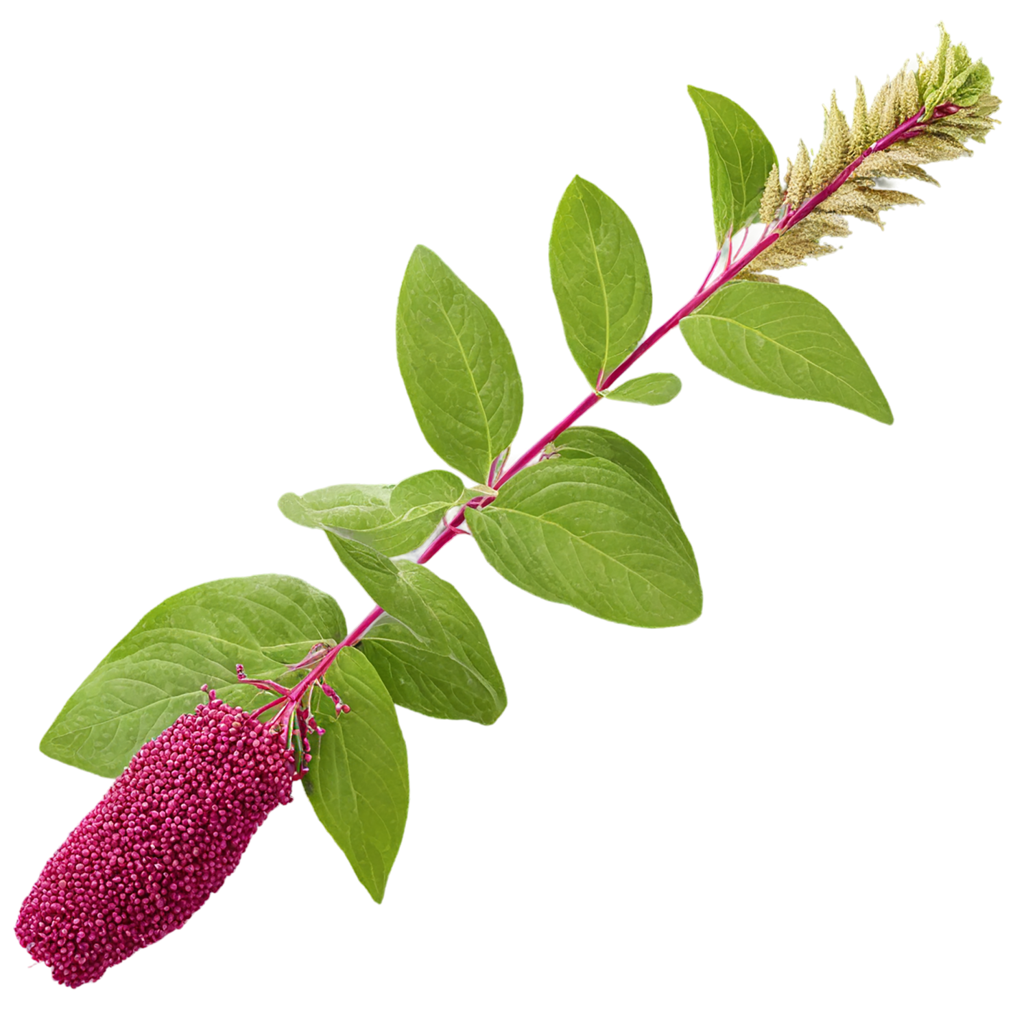 Amaranth grains isolated on transparent background, #6720