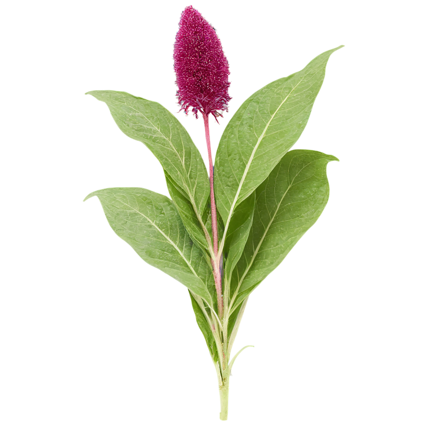 Amaranth grains isolated on transparent background, #6721