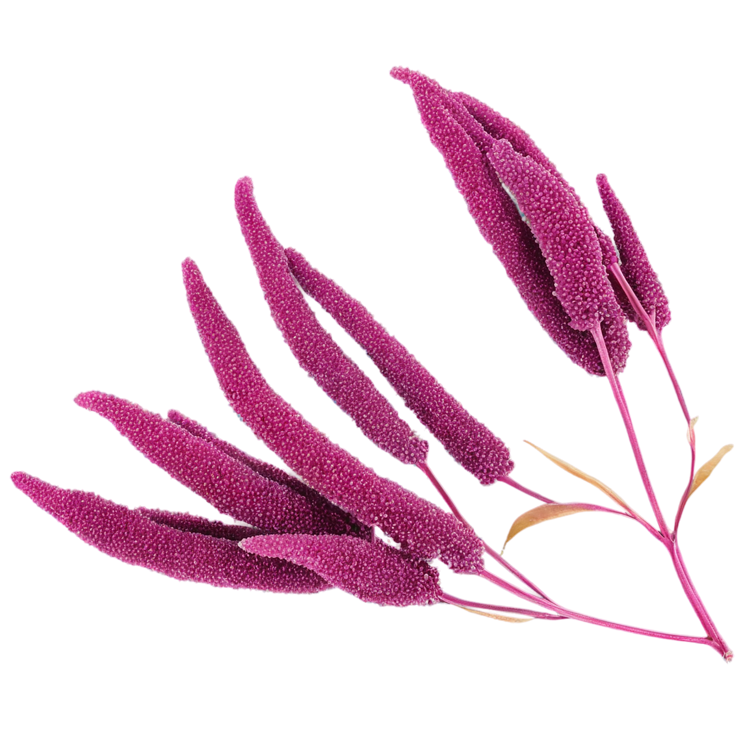 Amaranth grains isolated on transparent background, #6727