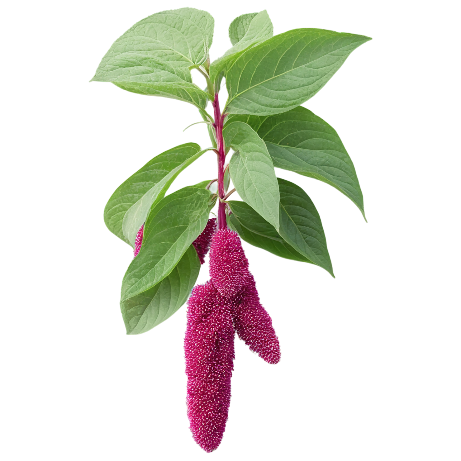 Amaranth grains isolated on transparent background, #6729