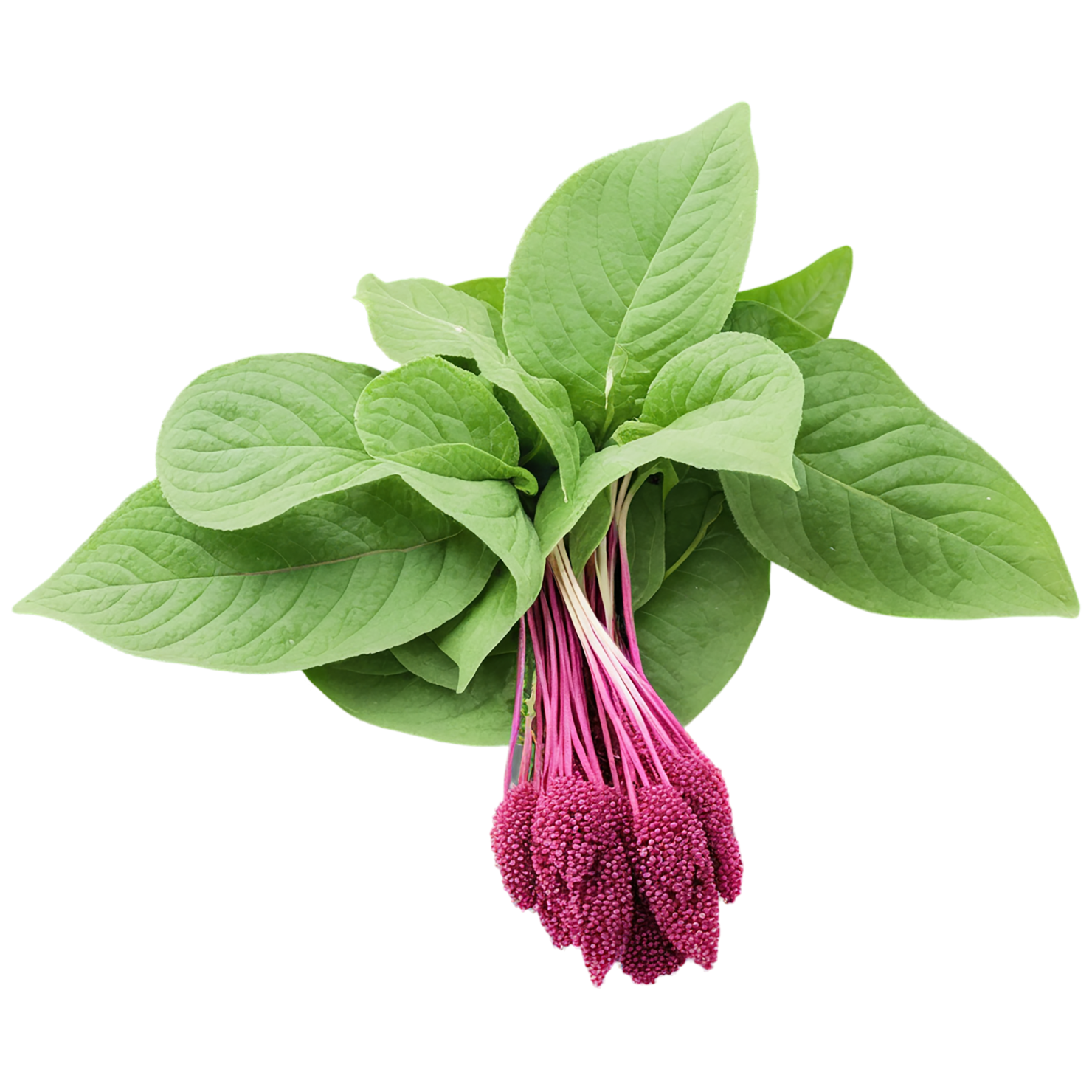 Amaranth grains isolated on transparent background, #6731