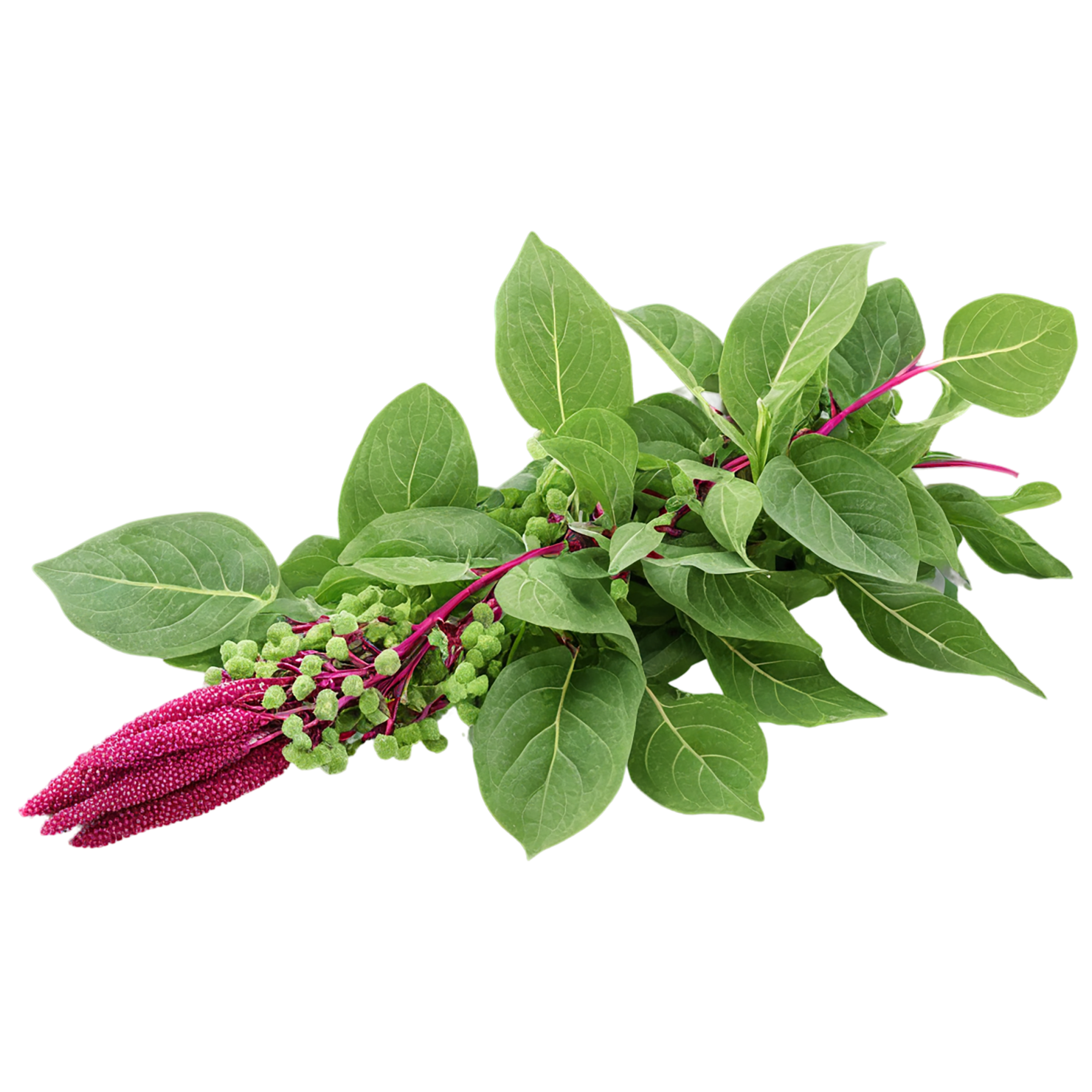 Amaranth grains isolated on transparent background, #6732