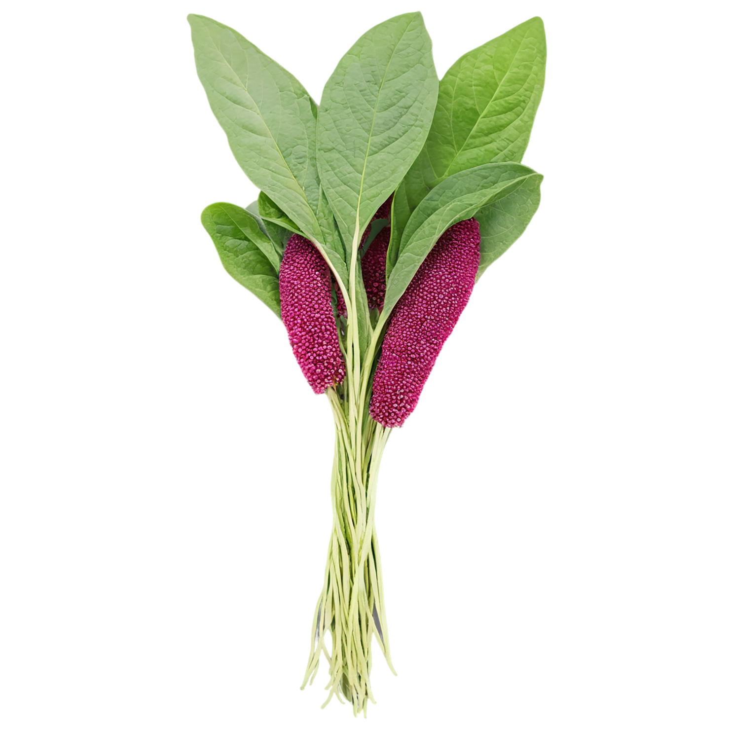 Amaranth grains isolated on transparent background, #6735