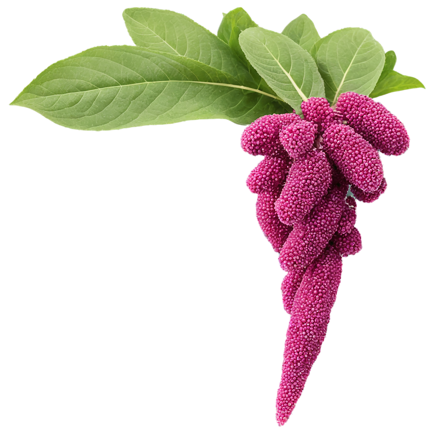Amaranth grains isolated on transparent background, #6739