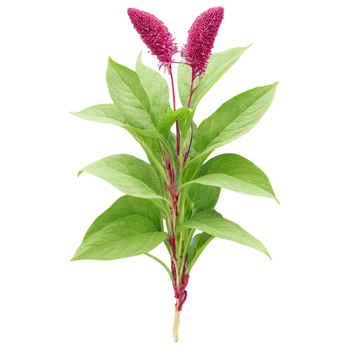 Amaranth grains isolated on transparent background, #6745