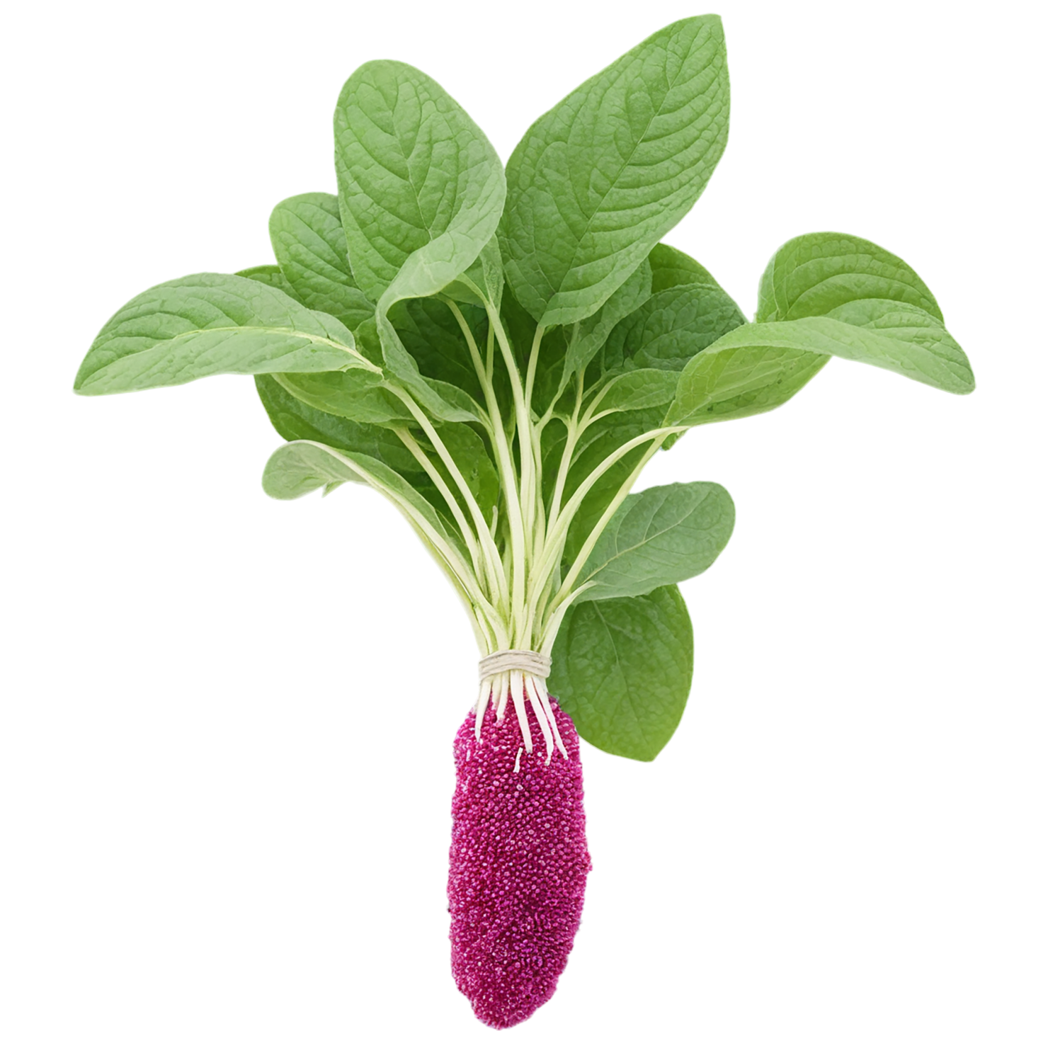 Amaranth grains isolated on transparent background, #6746