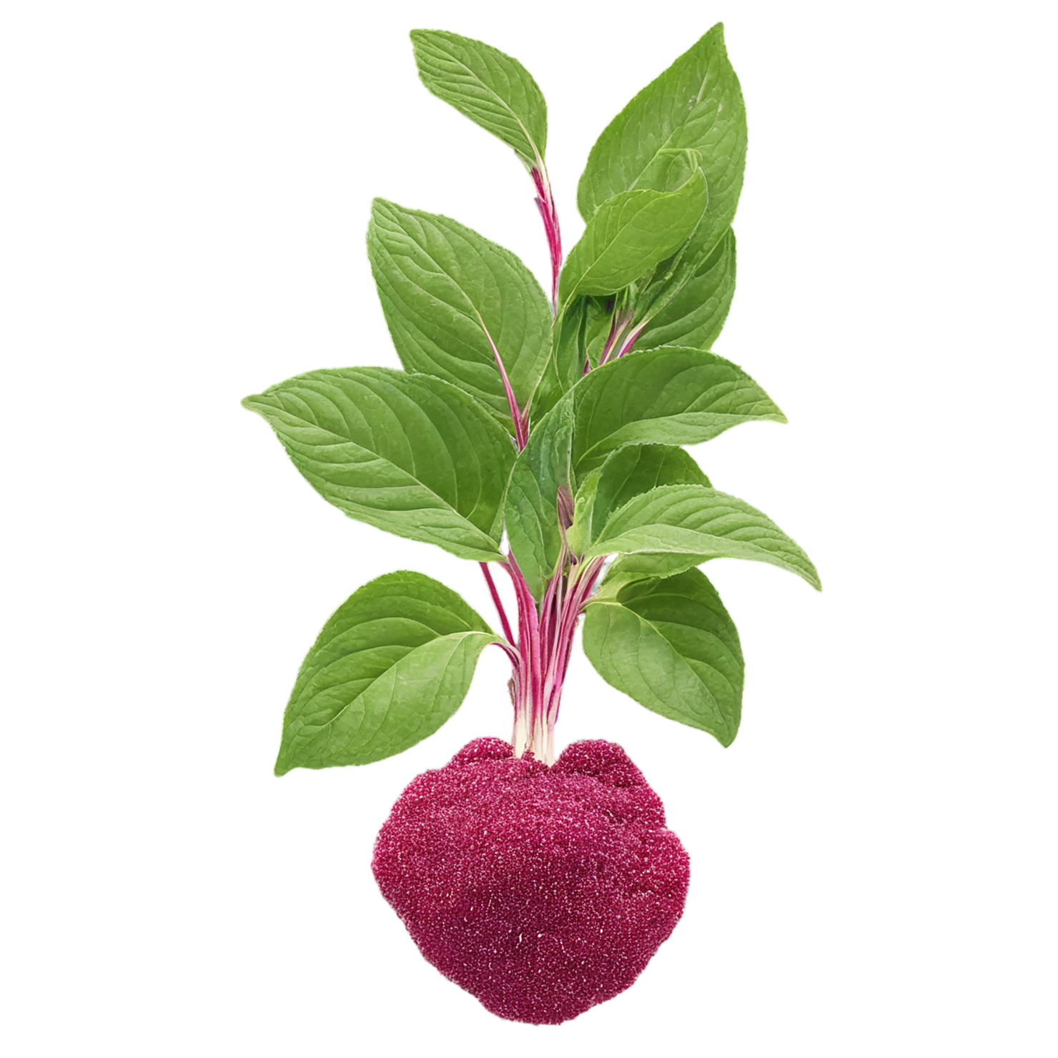 Amaranth grains isolated on transparent background, #6748