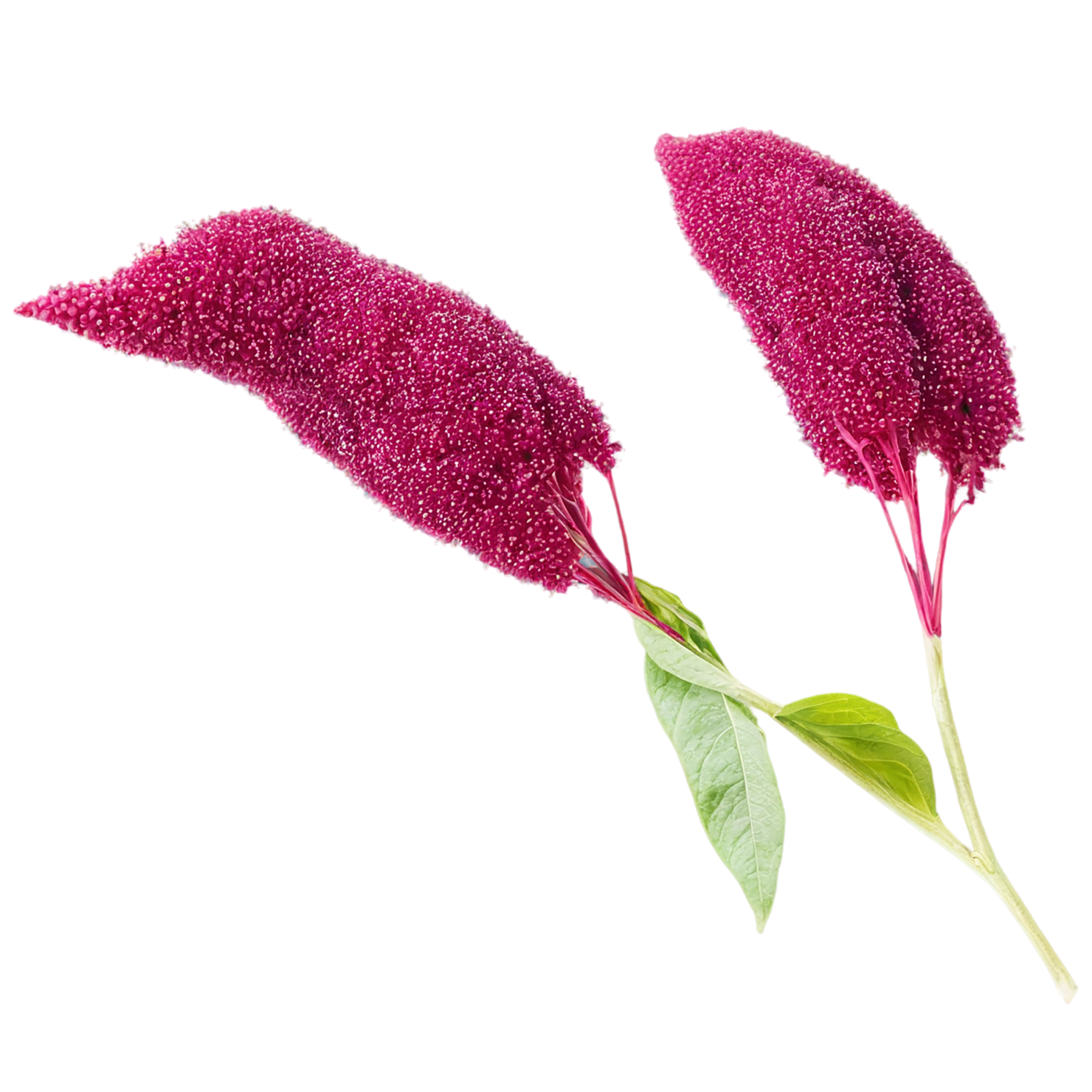 Amaranth grains isolated on transparent background, #6749