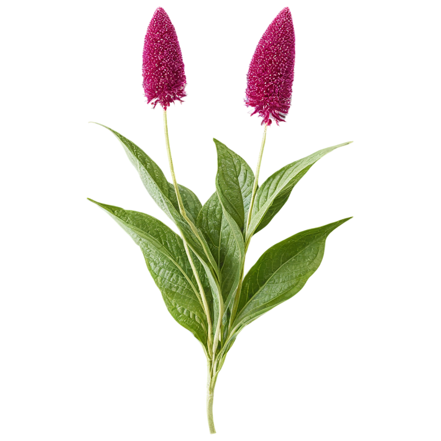 Amaranth grains isolated on transparent background, #6754