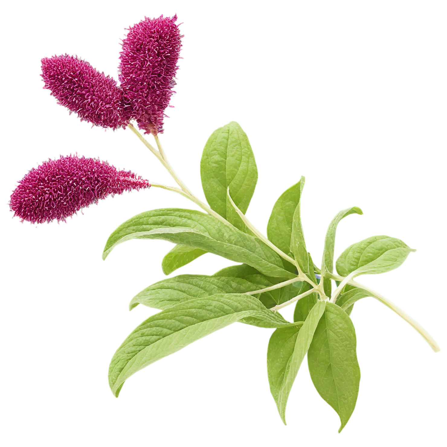 Amaranth grains isolated on transparent background, #6755