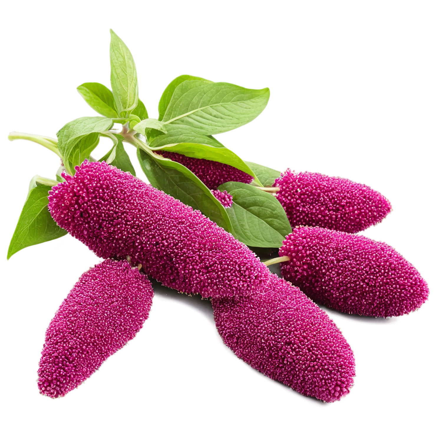 Amaranth grains isolated on transparent background, #6756