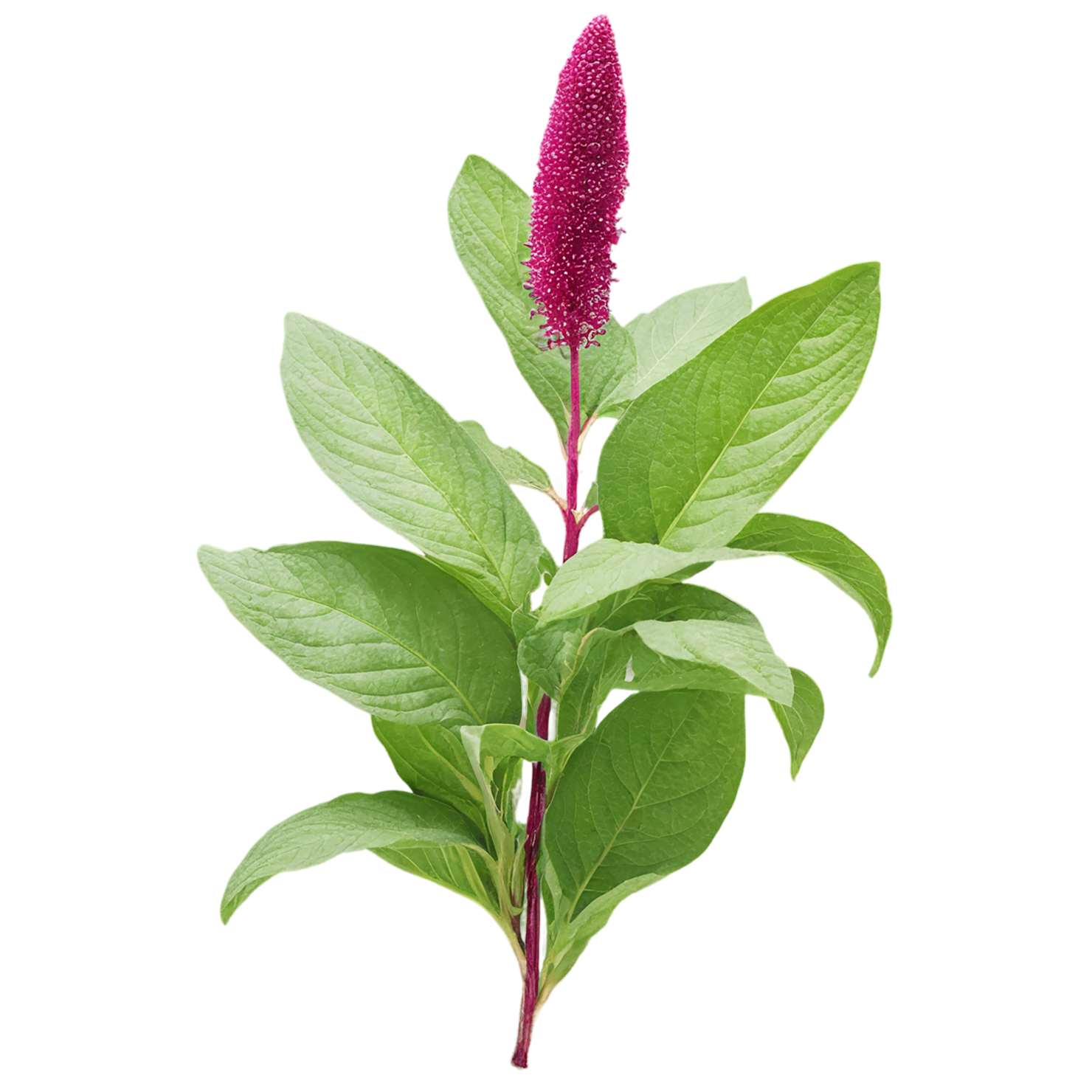 Amaranth grains isolated on transparent background, #6761