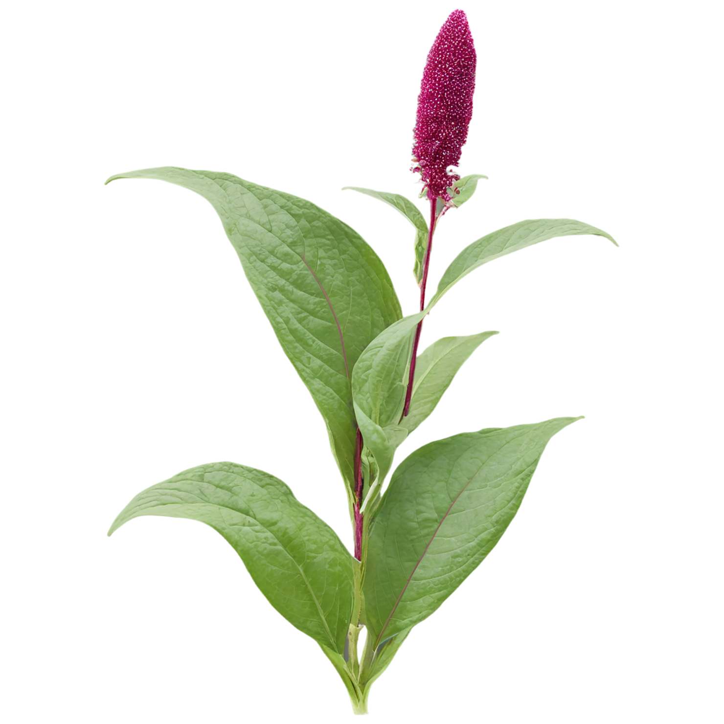 Amaranth grains isolated on transparent background, #6762