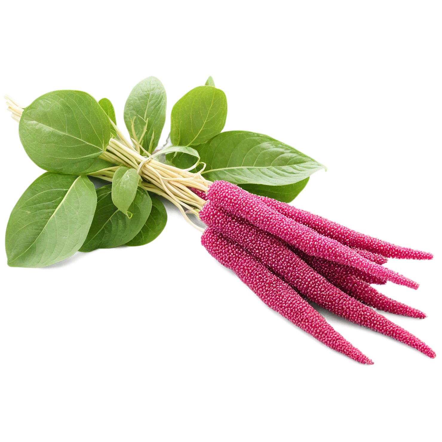 Amaranth grains isolated on transparent background, #6763