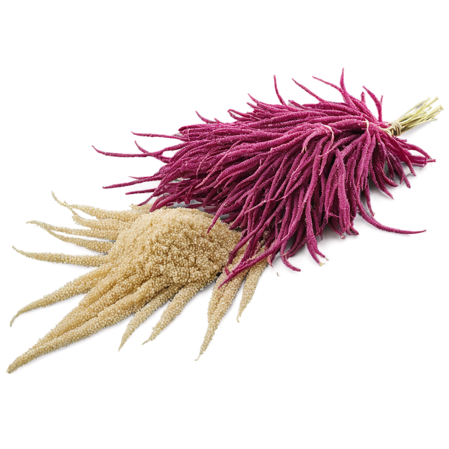 Amaranth grains isolated on transparent background, #6764