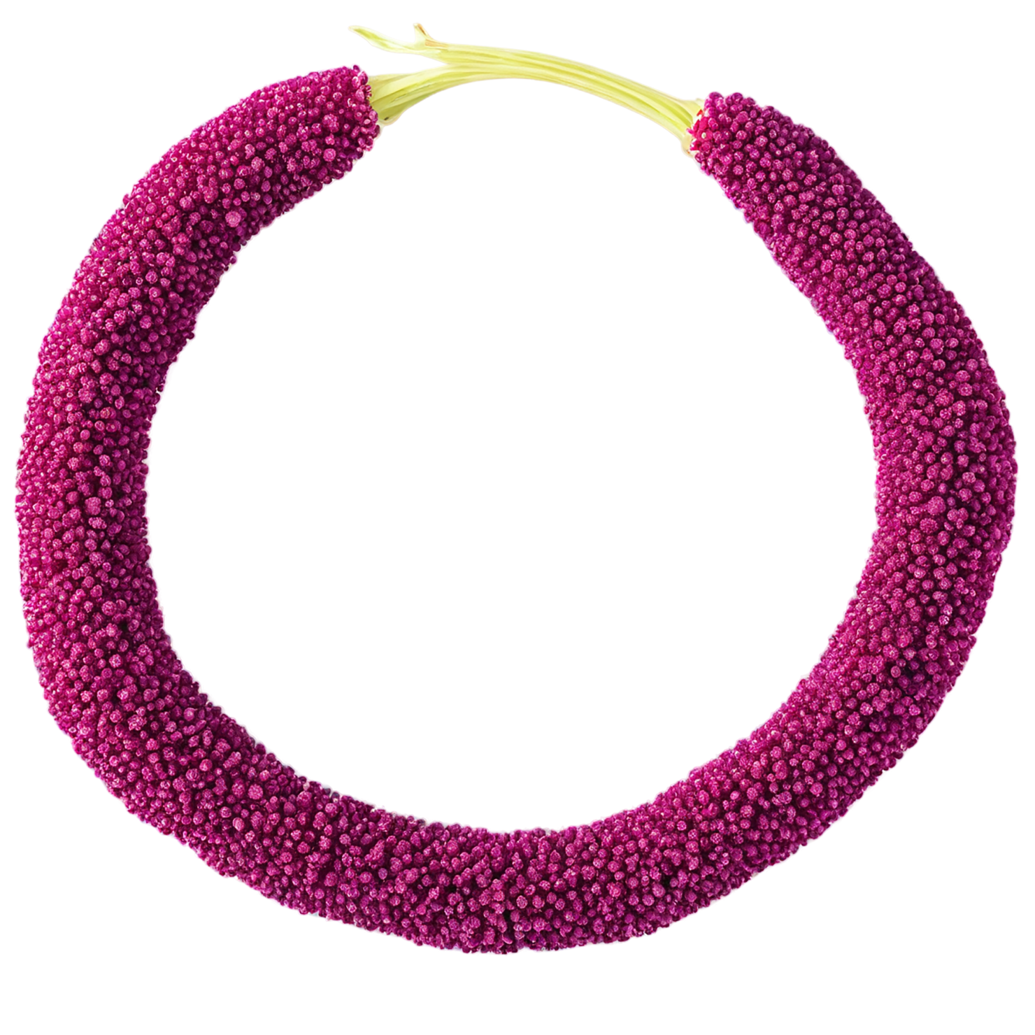 Amaranth grains isolated on transparent background, #6765