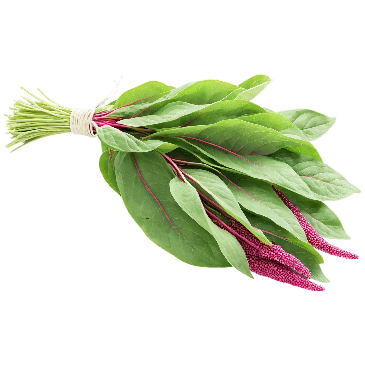 Amaranth grains isolated on transparent background, #6768